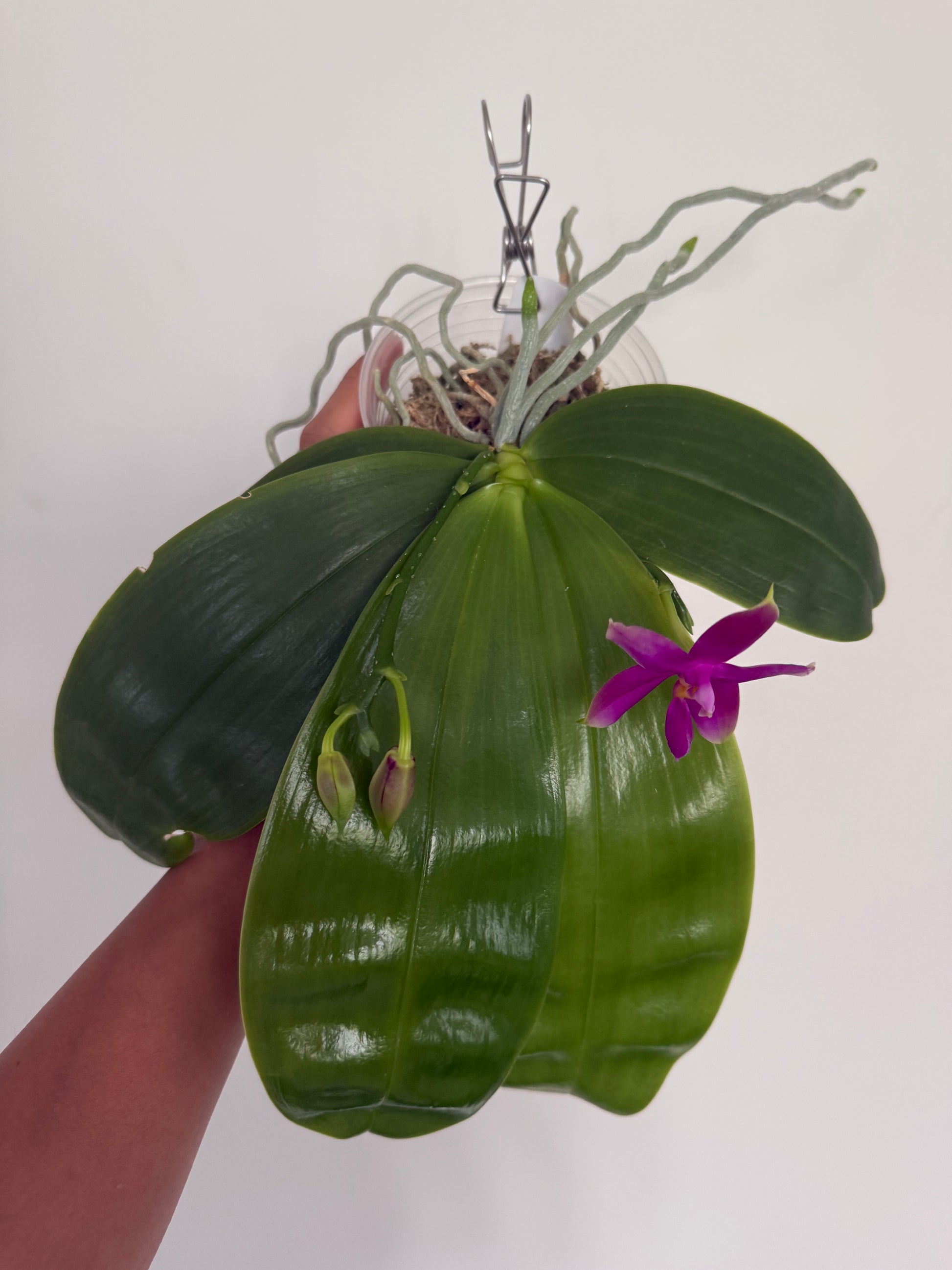 HCorchids