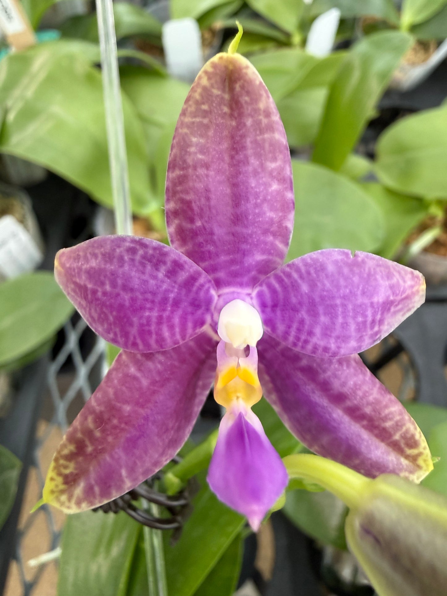Phalaenopsis ((Yaphon Christmas x KS Blue Ludde) x Mainshow Sapphire)
