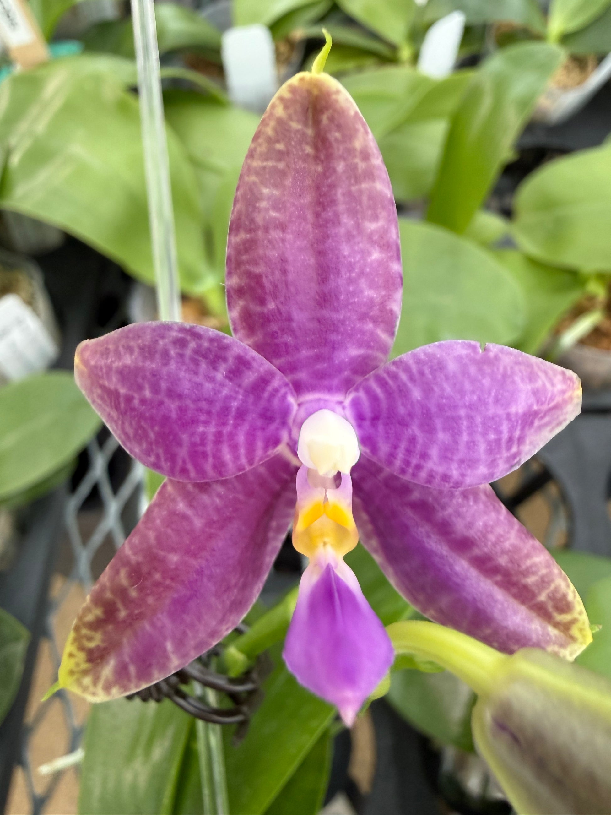 HCorchids