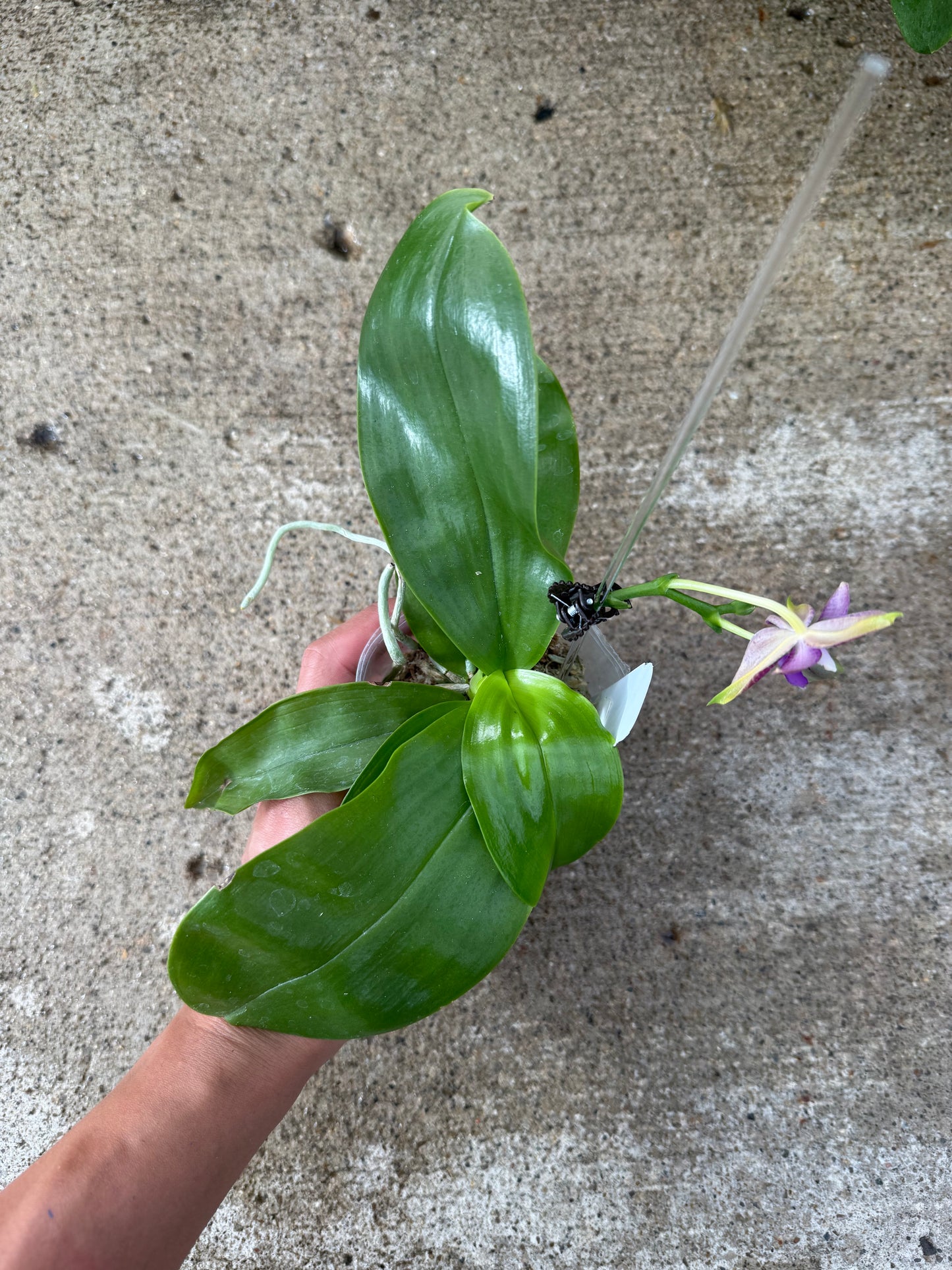Phalaenopsis ((Yaphon Christmas x KS Blue Ludde) x Mainshow Sapphire)