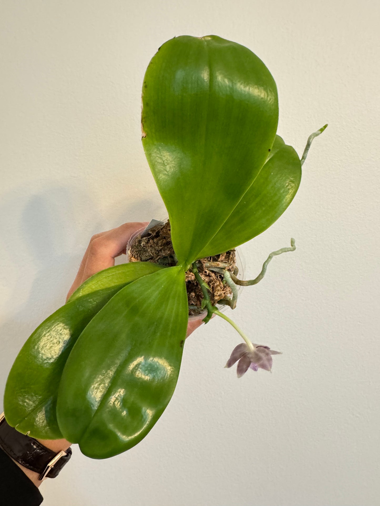 Phal. Mituo Golden Solar