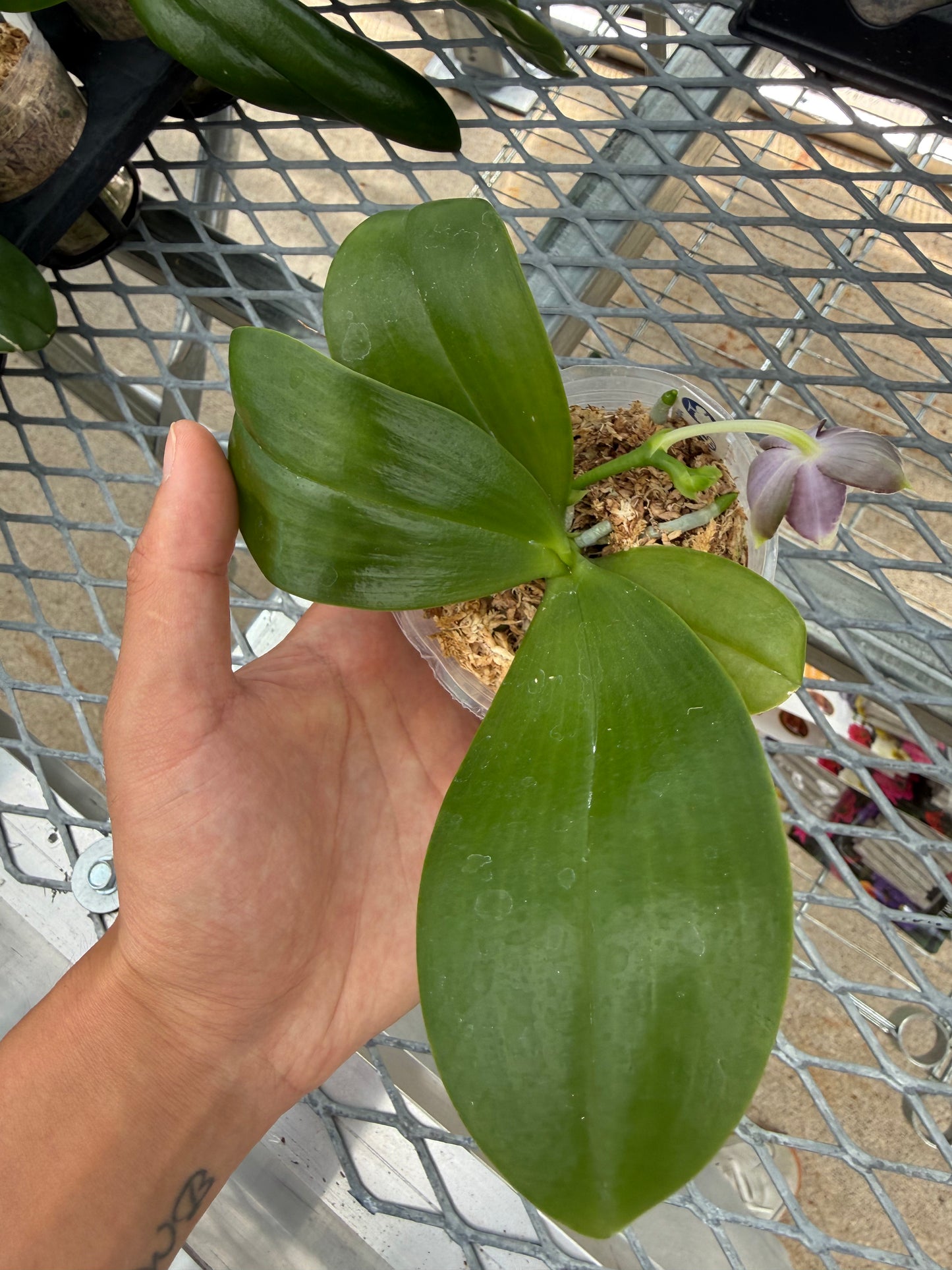 Phalaenopsis BT Black Jack