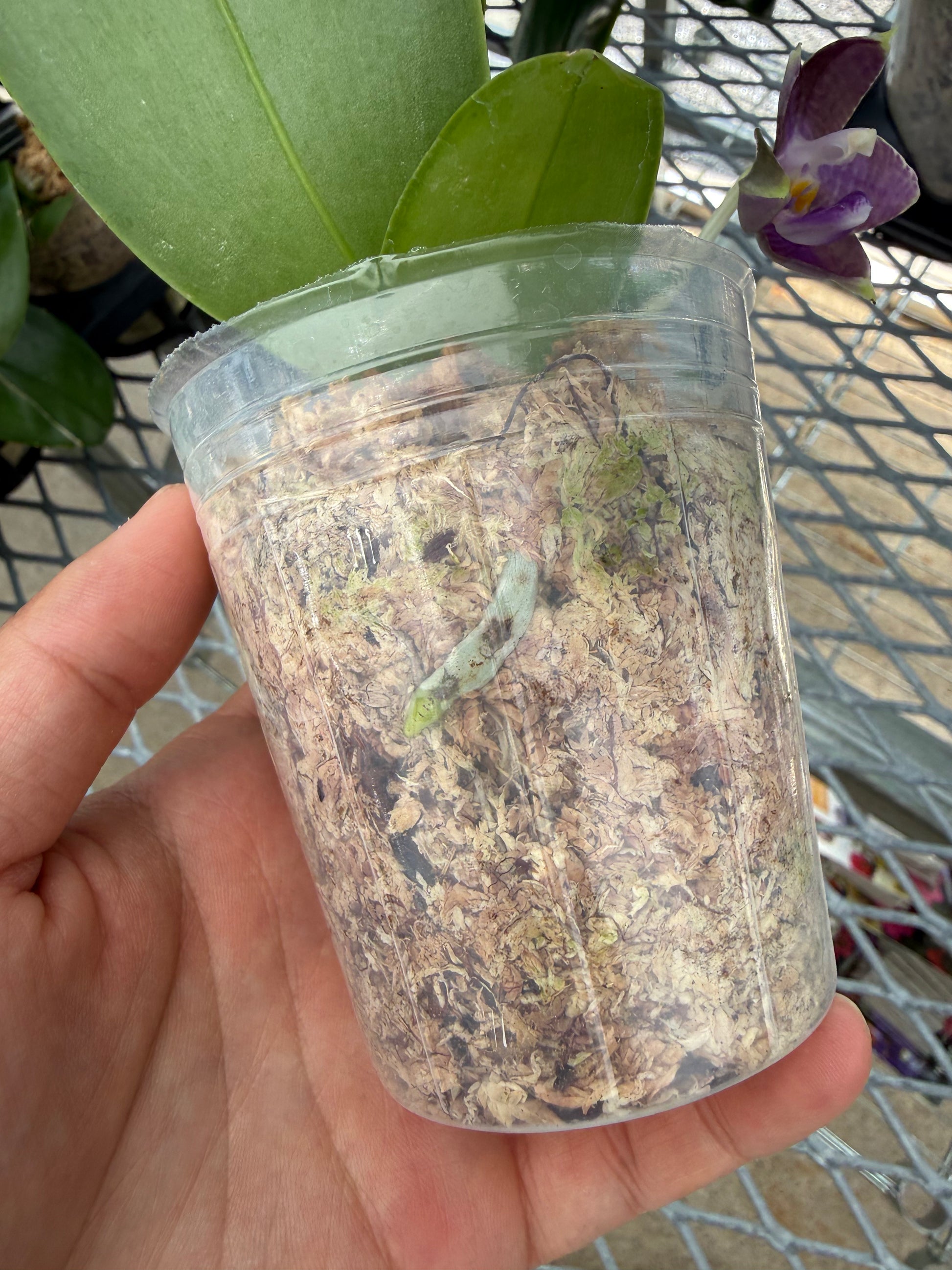 HCorchids
