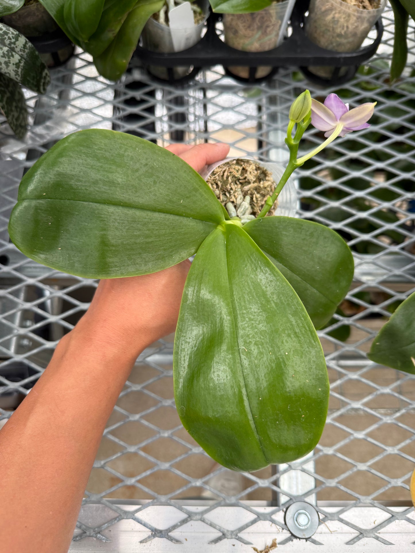 Phalaenopsis (KS Blue Ludde 'Big Spots' x Mainshow Sapphire 'Best')