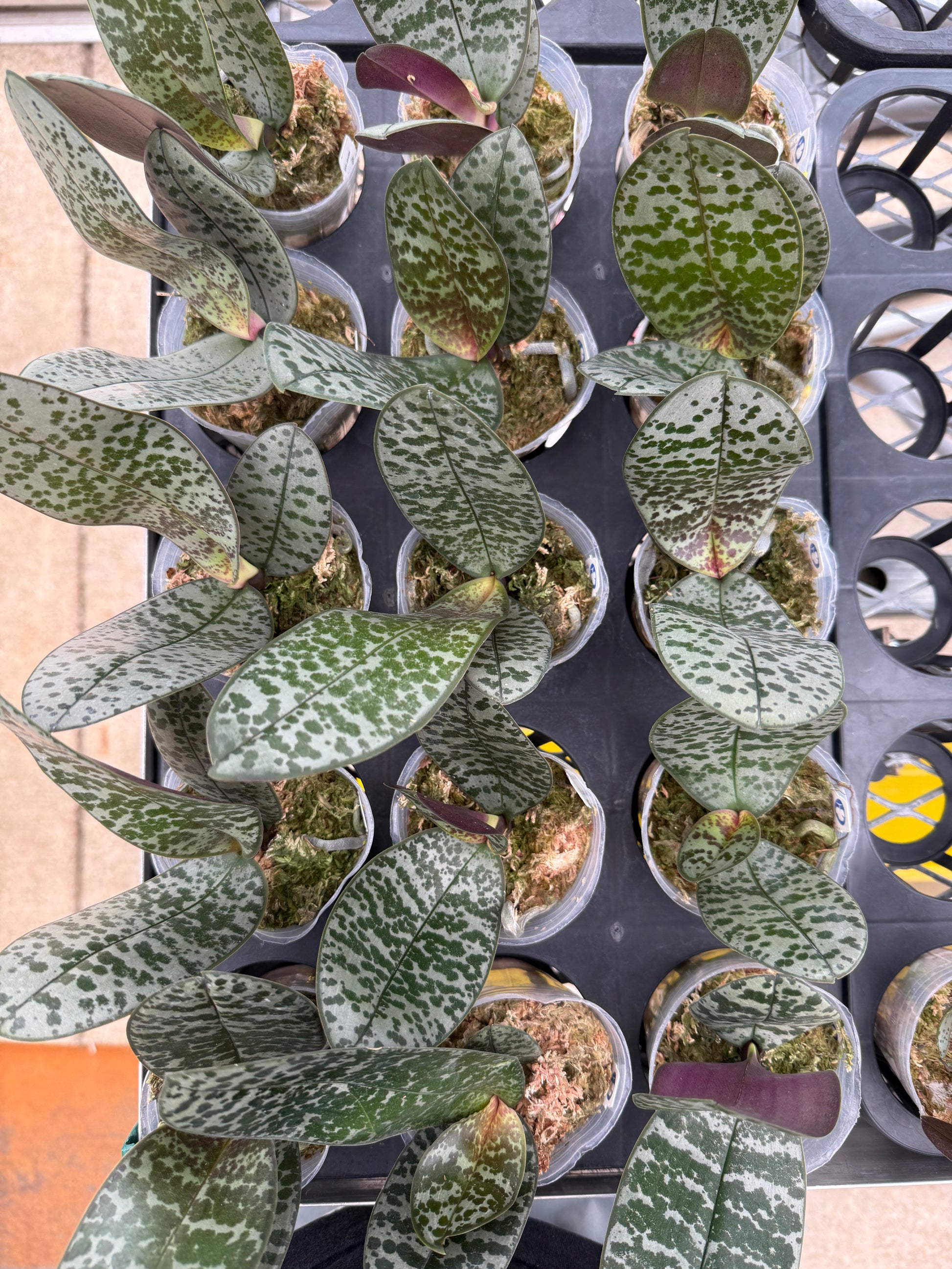 HCorchids