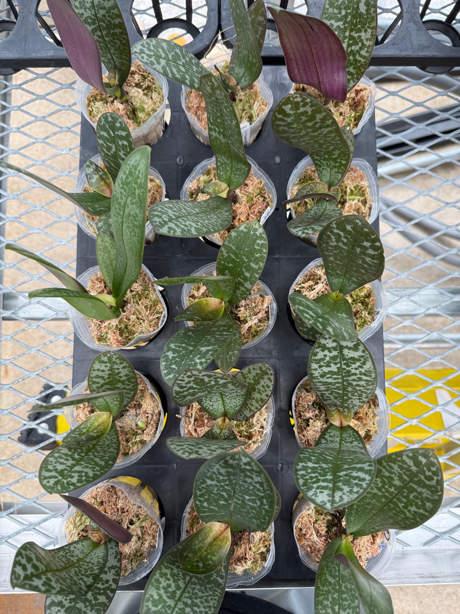 HCorchids