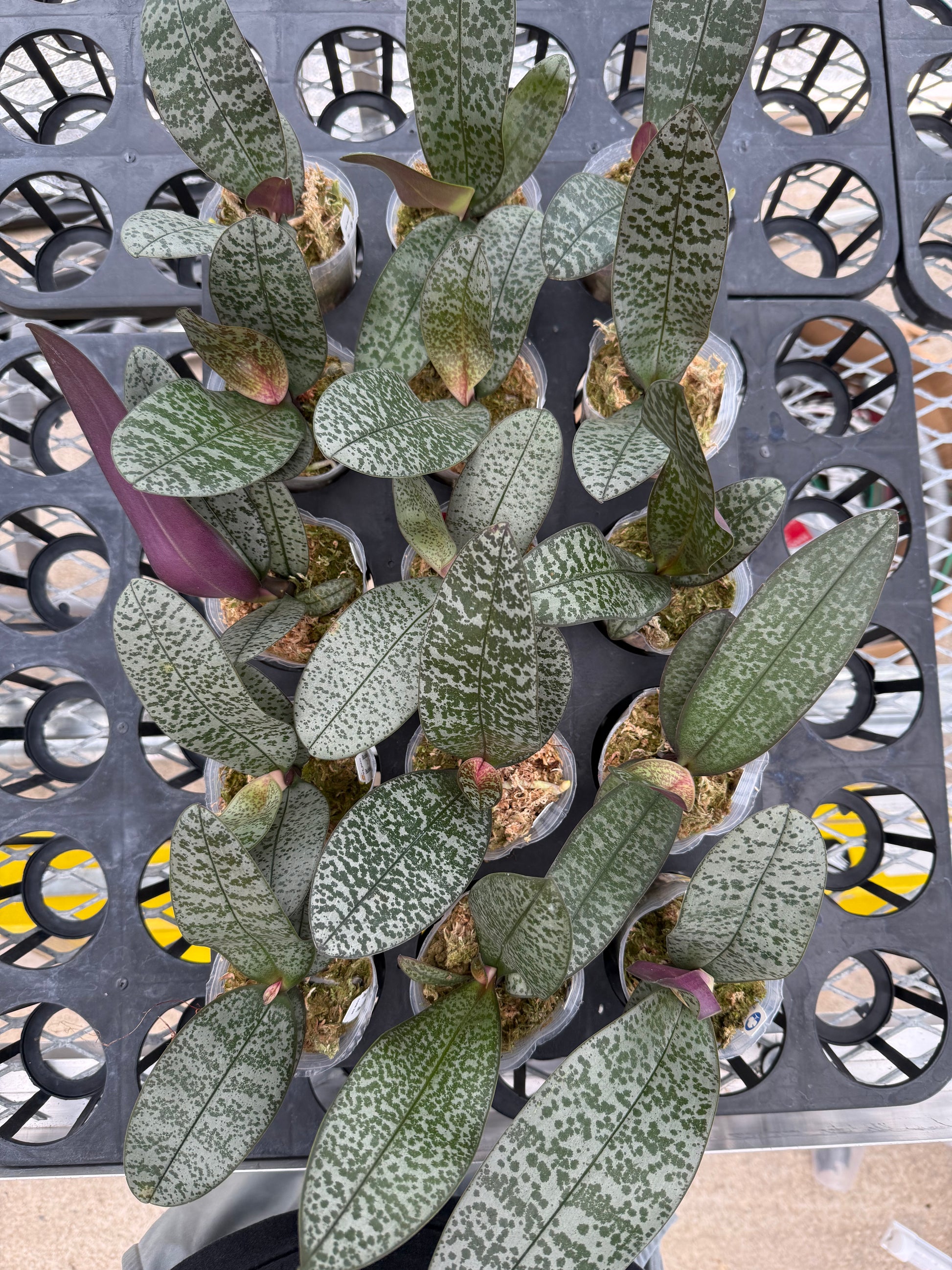 HCorchids
