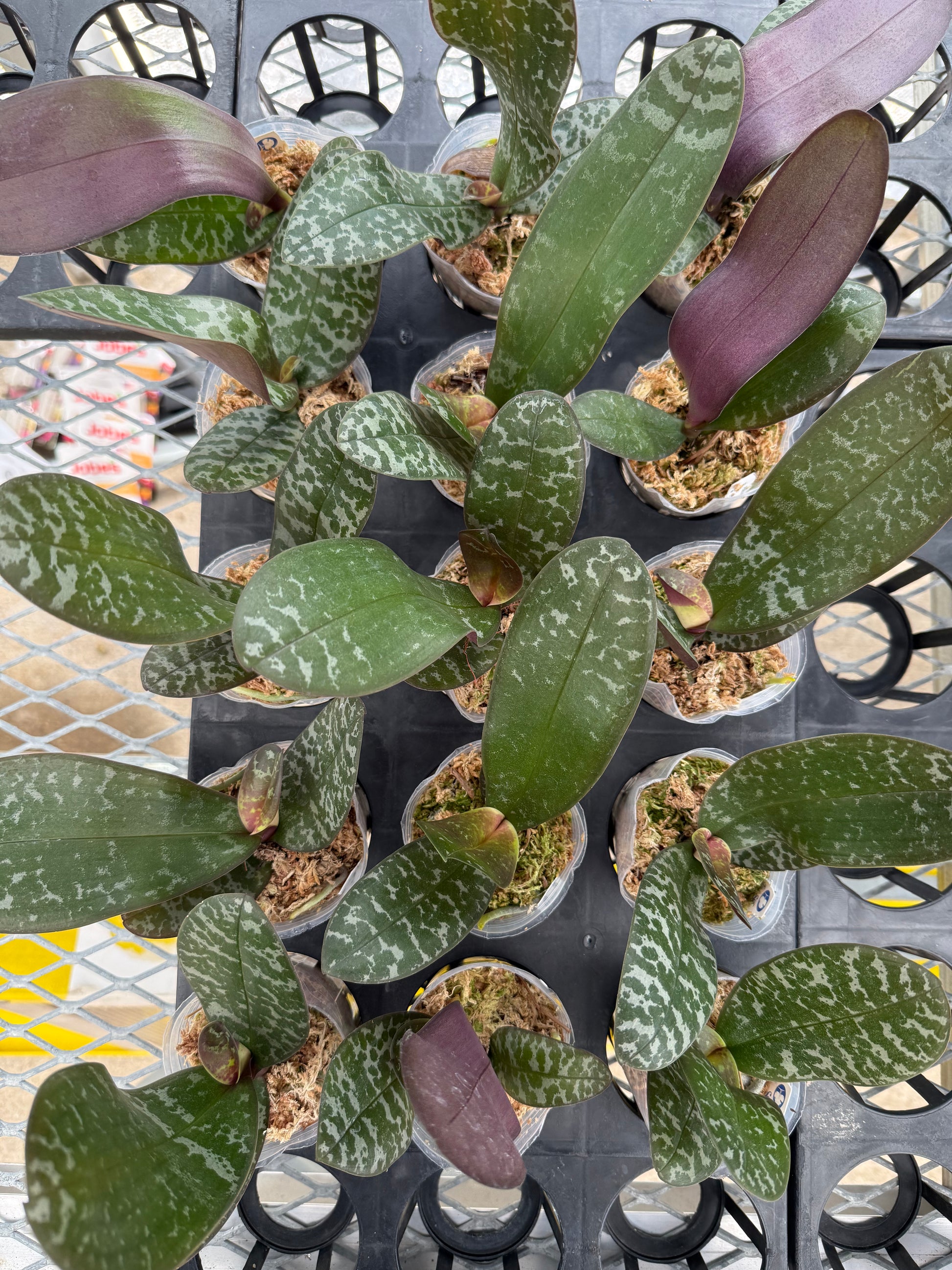 HCorchids