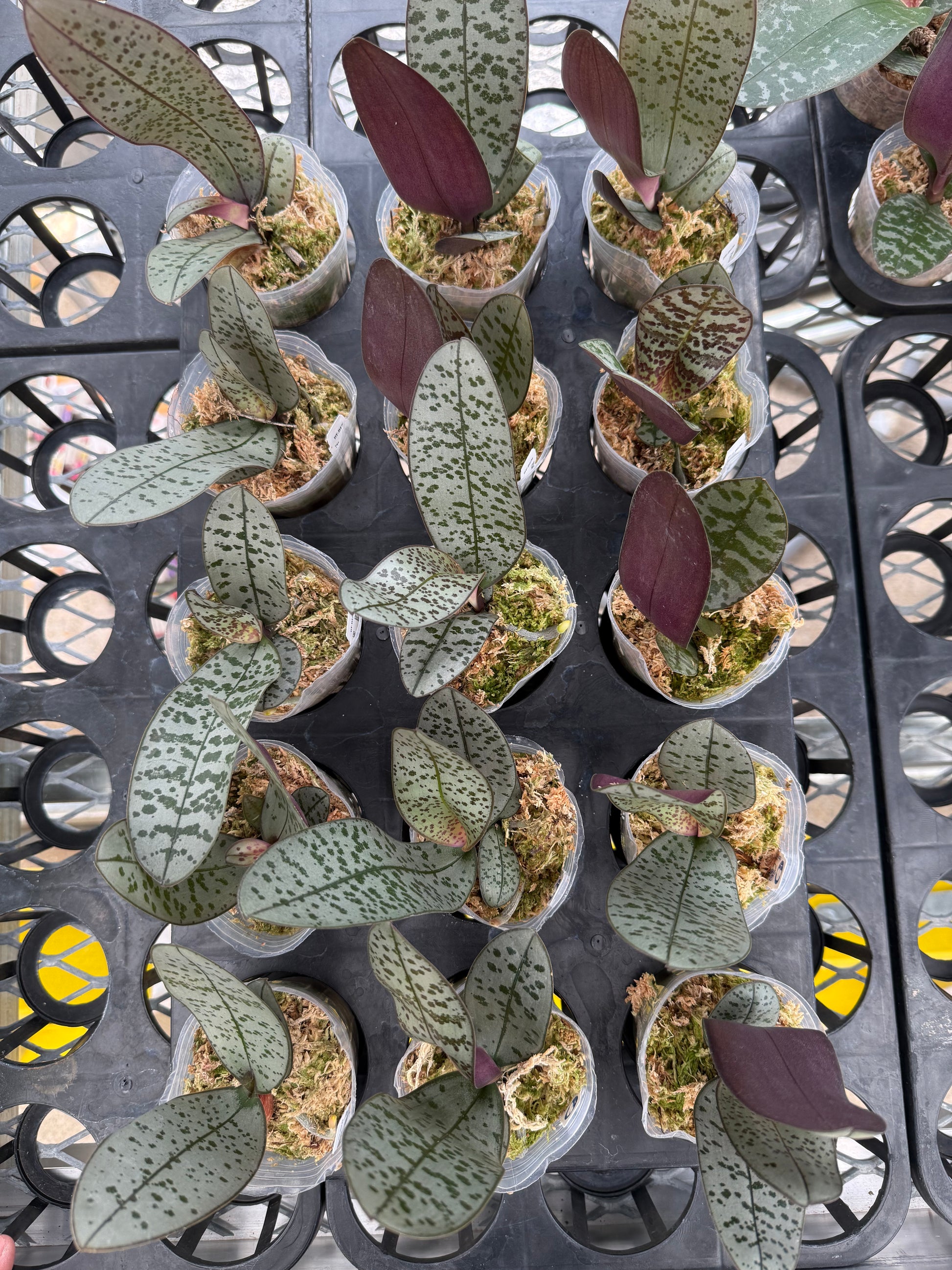 HCorchids