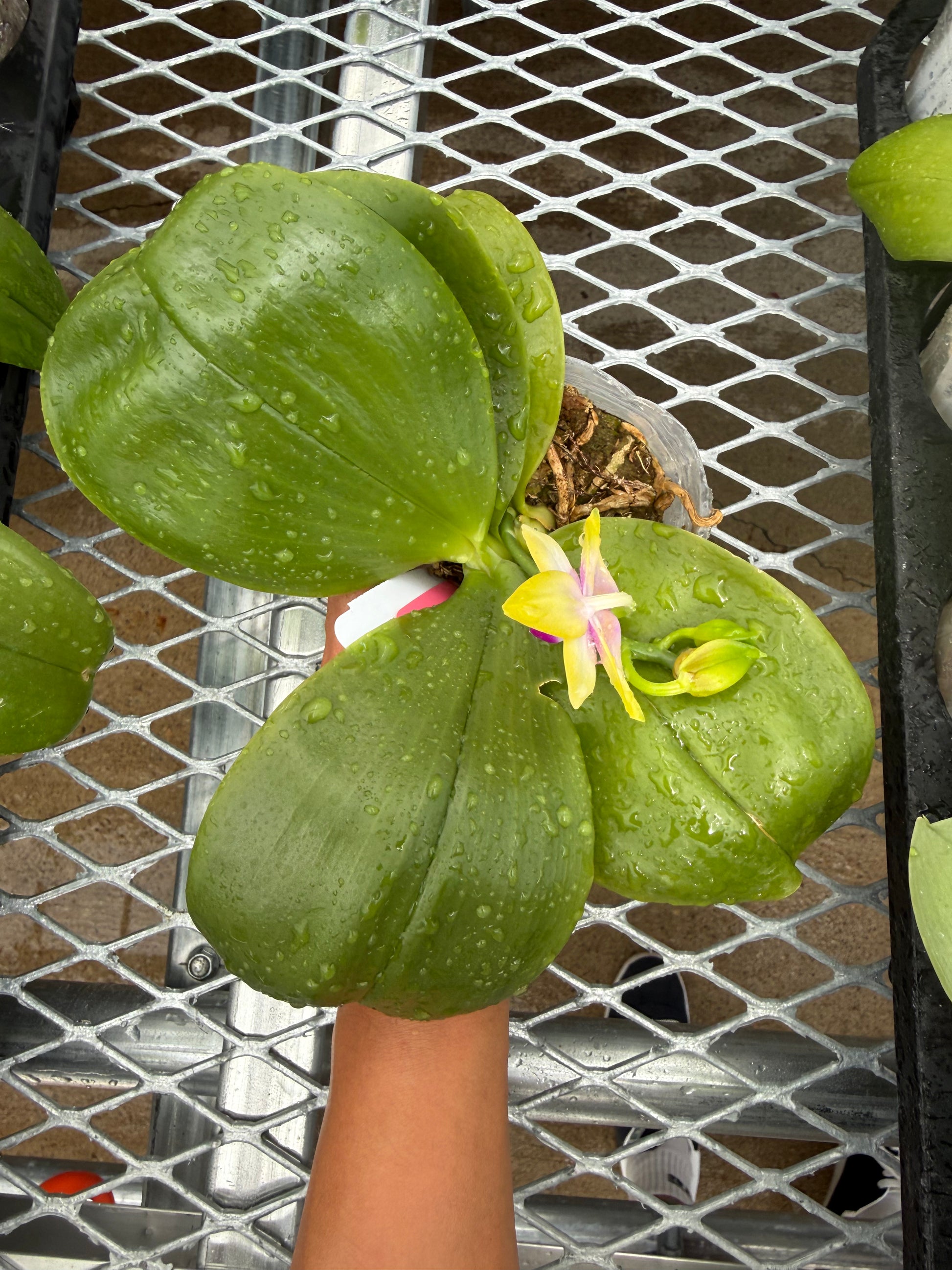 HCorchids