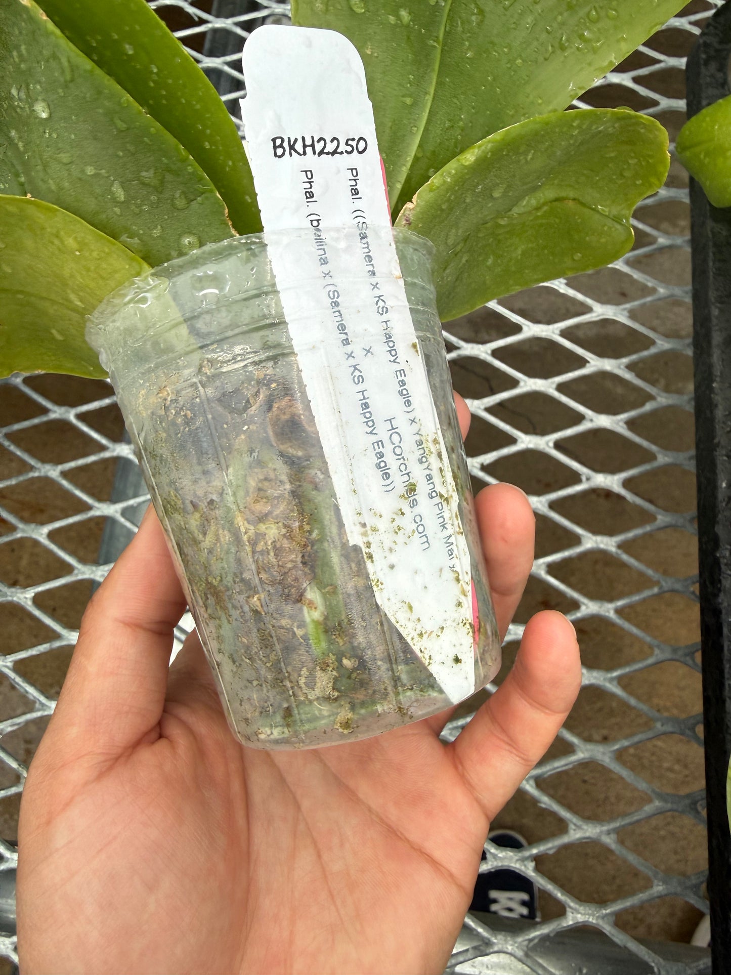 Phalaenopsis BKH 2250
