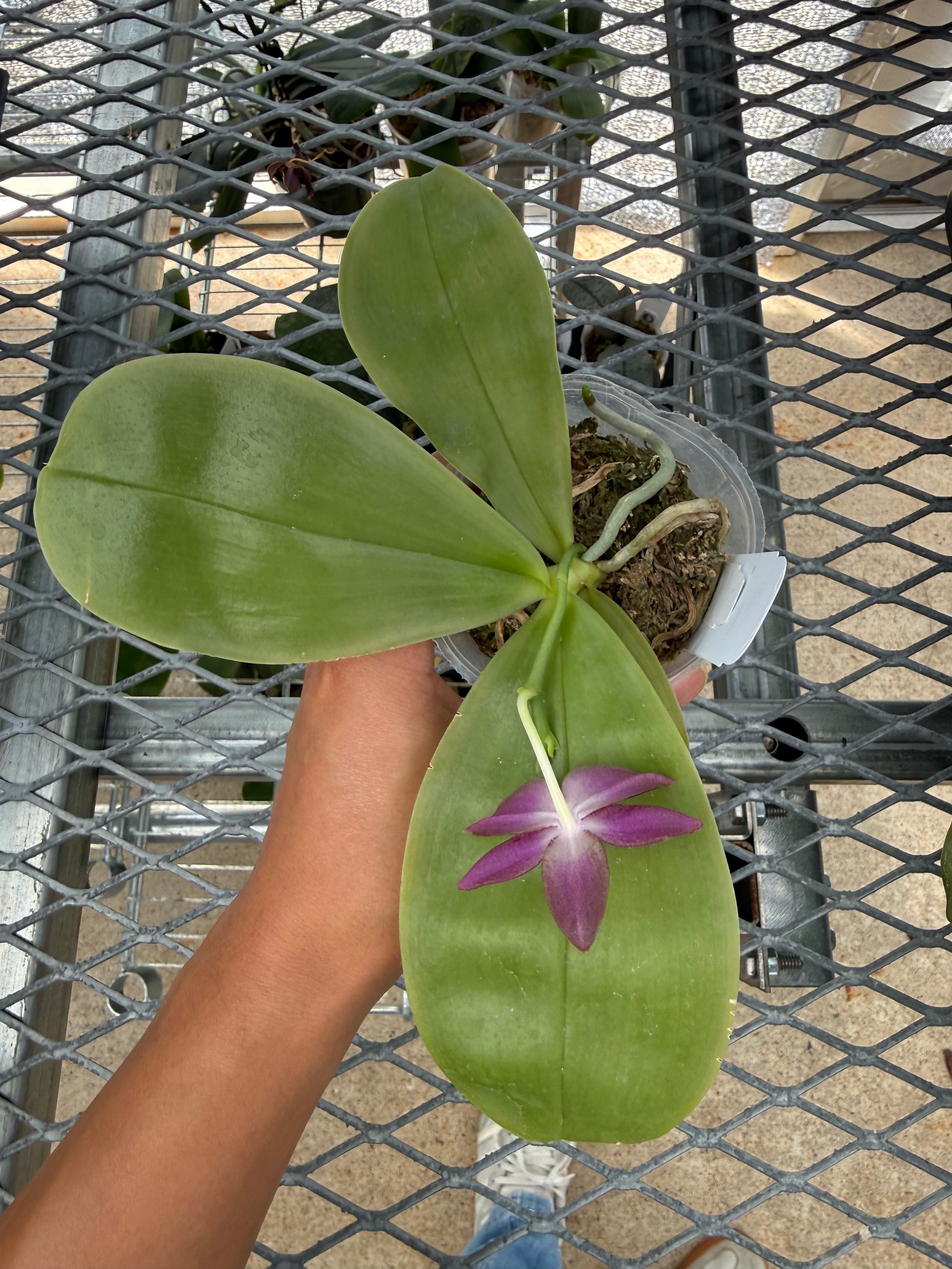 HCorchids