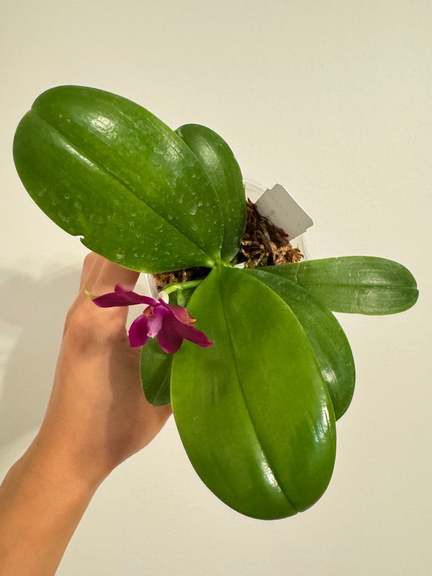 Phal. Mituo Reflex Dragon x Phal. Mainshow Blue Tint