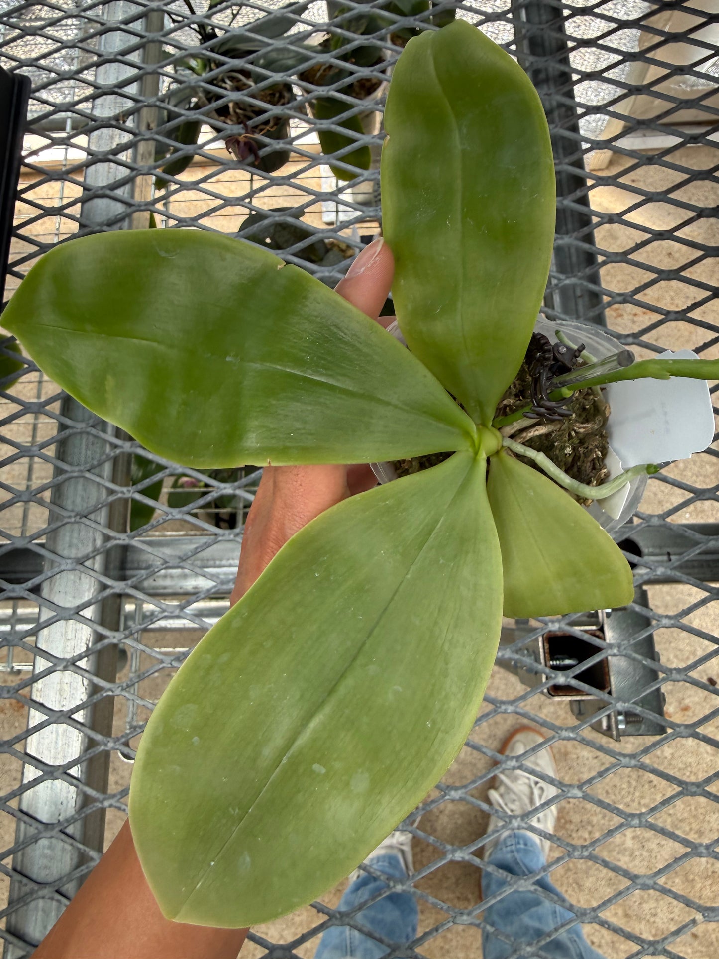 Phalaenopsis (Freya’s Blue Origin x Yang Yang Blue Dragonfly)
