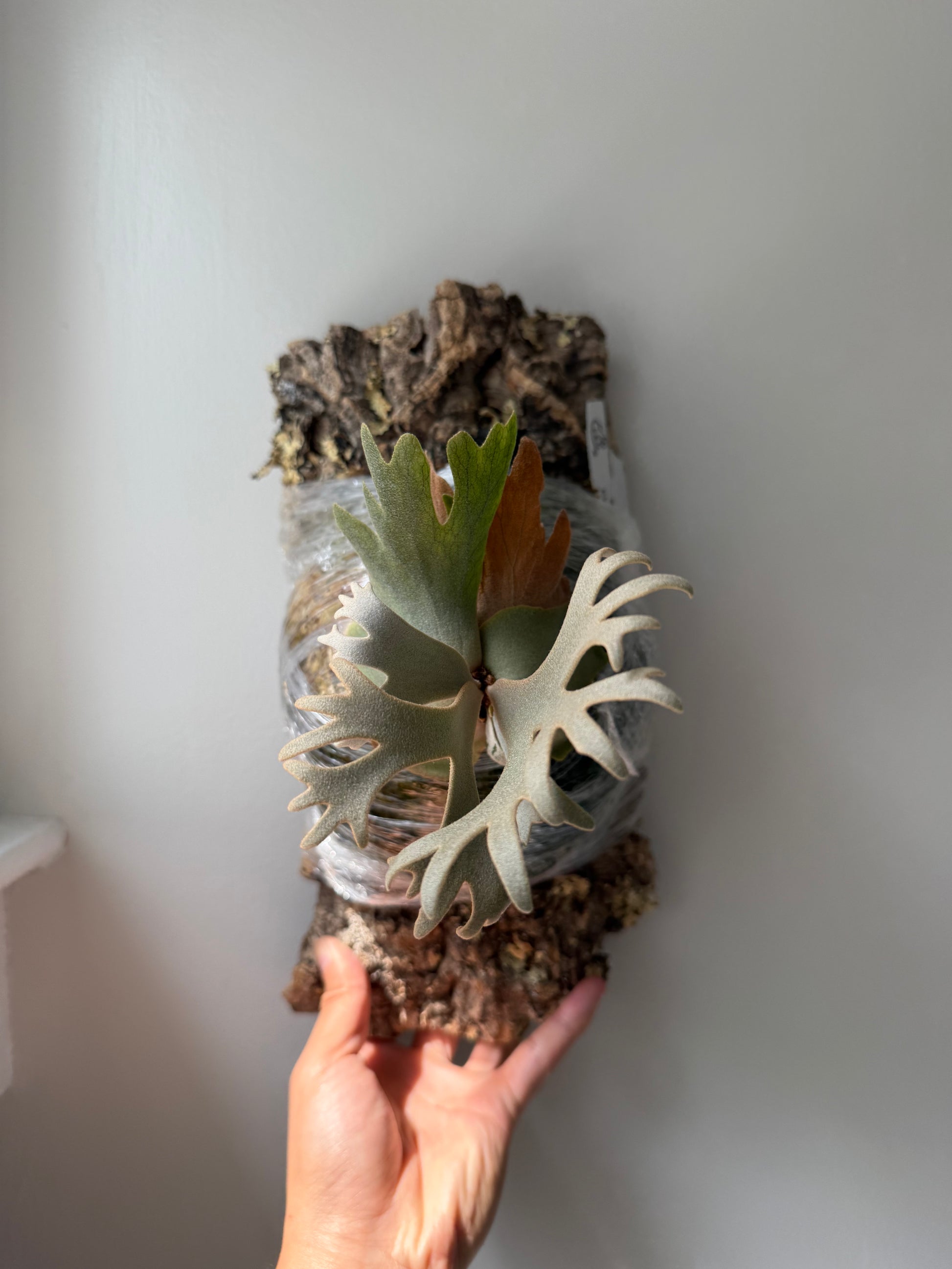 HCorchids