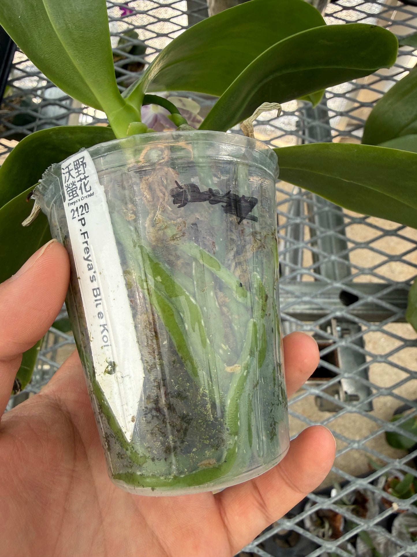 Phalaenopsis Freya’s Blue Koi