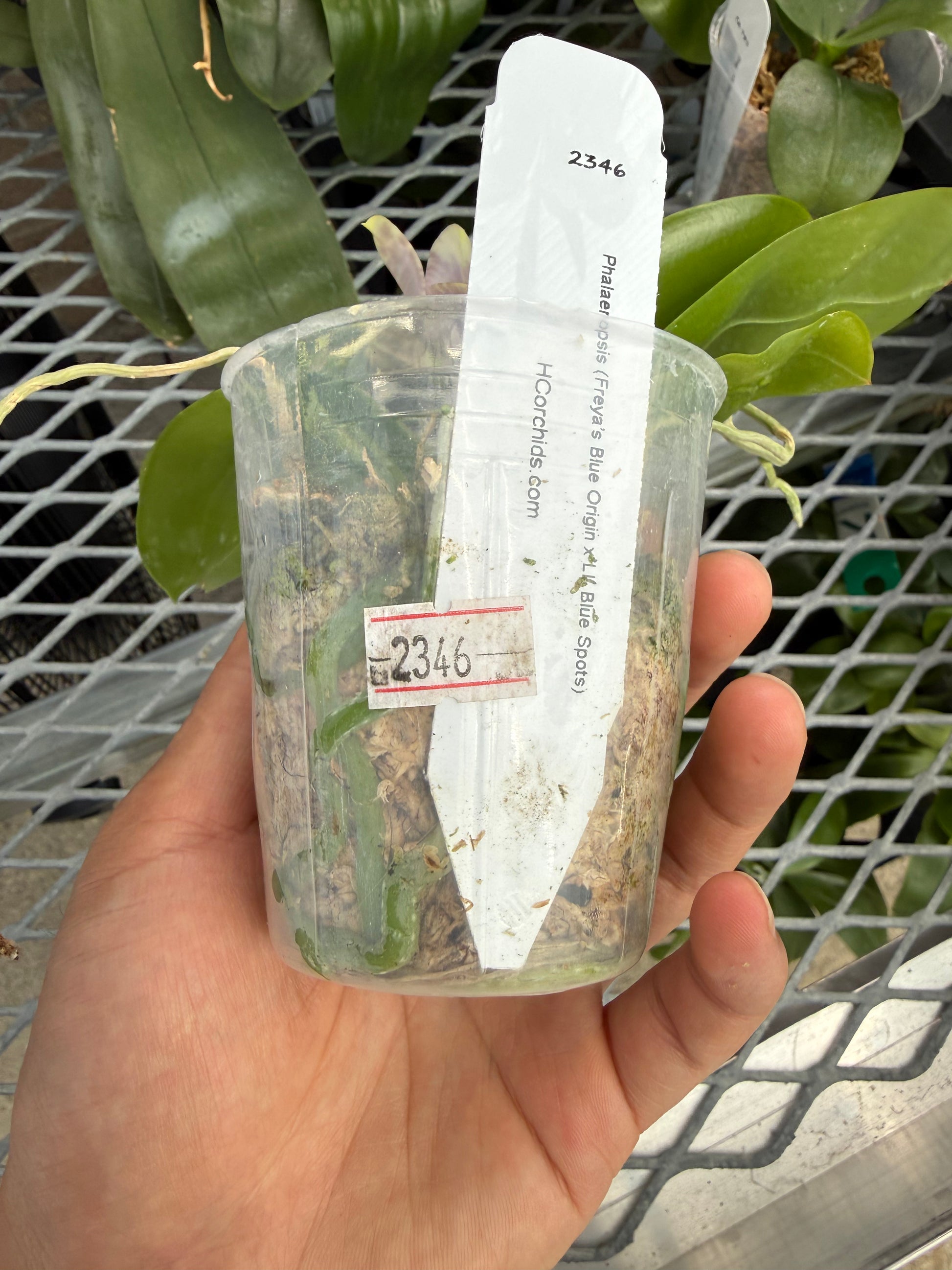 HCorchids