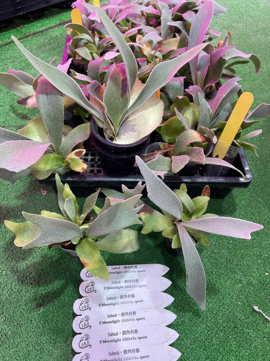 Platycerium Moonlight SBD#S1 spore