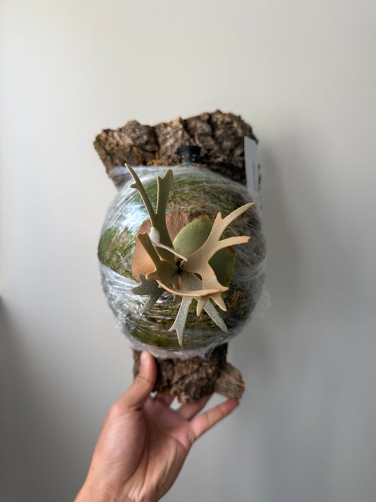 Platycerium Willinckii Little Crown SBD#1 spore “Dwarf select”