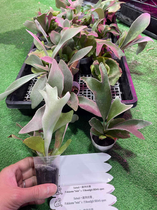Platycerium Alcicorne “twist” x P. Moonlight SBD #S1 spore