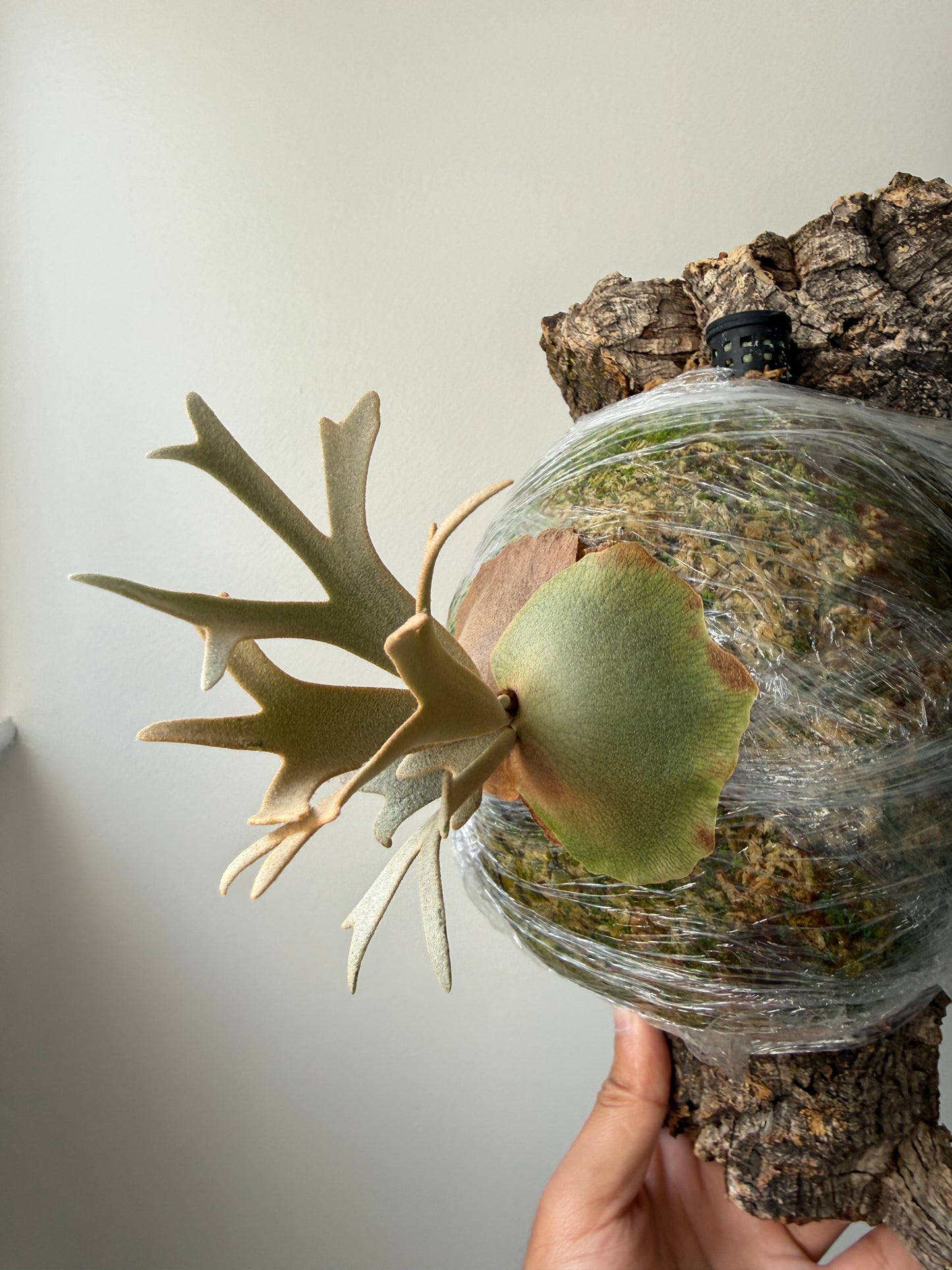 Platycerium Little Crown Spore - Rare Indoor Plant – HCorchids