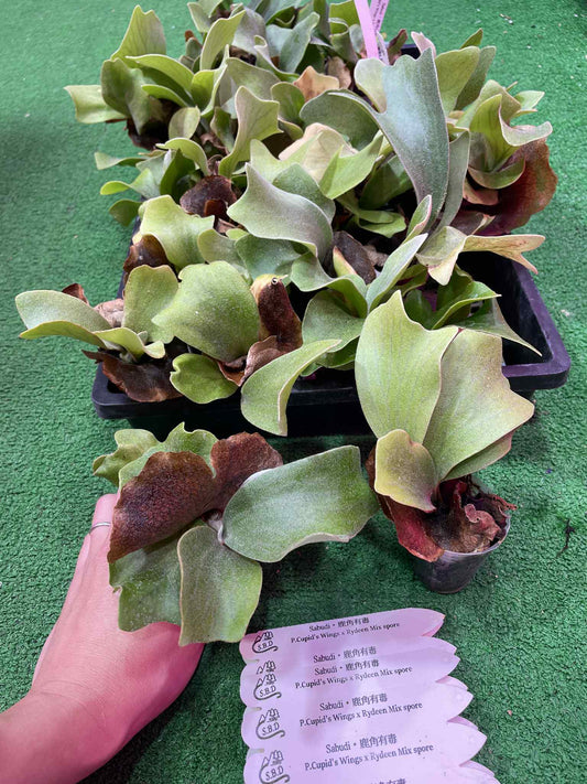 Platycerium Cupid’s Wings x P. Rydeen spore
