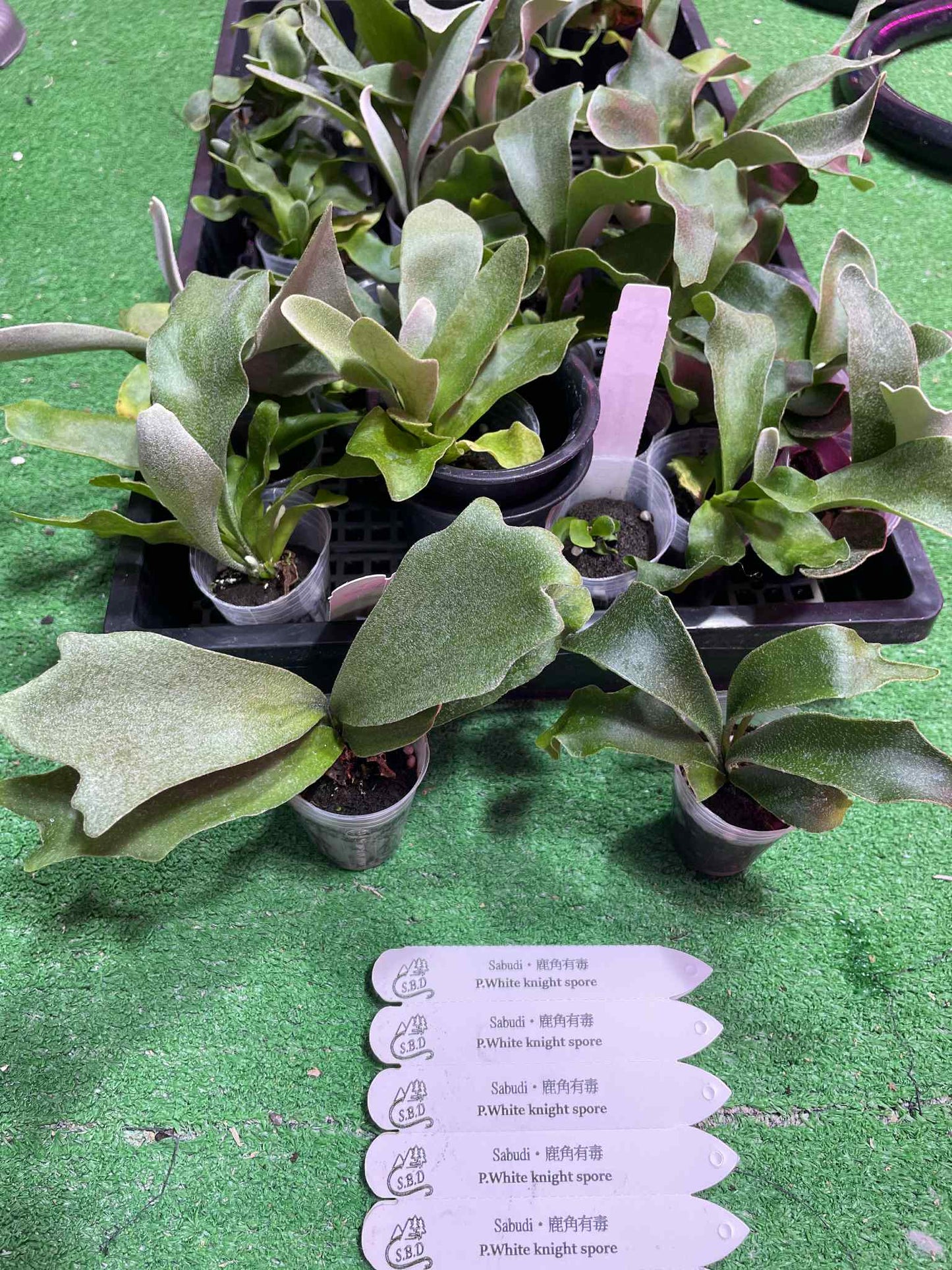 Platycerium White Knight spore
