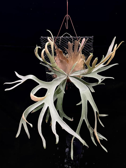 Platycerium White Hawk - Rare Collectible Staghorn Fern | Medium Size mounted on mesh, showcasing wide antler-like fronds for home garden decor.