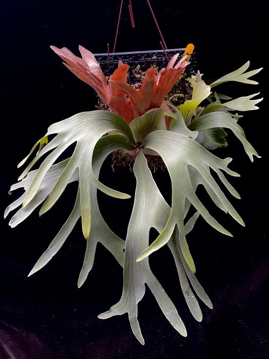 Platycerium Paul Vespa