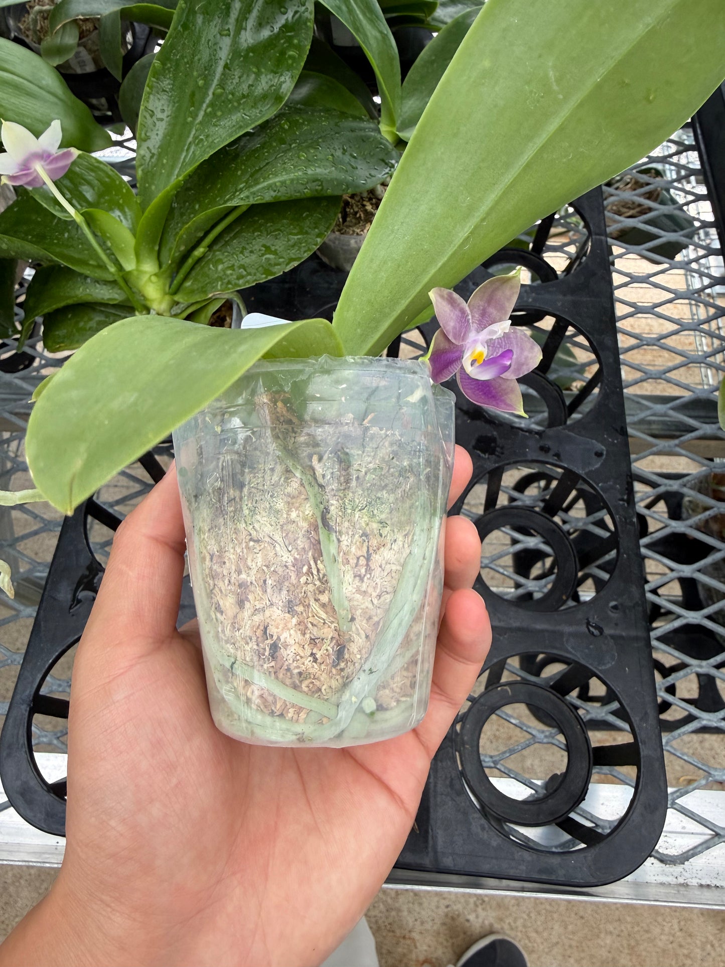 Phalaenopsis Freya’s Blue Velvet