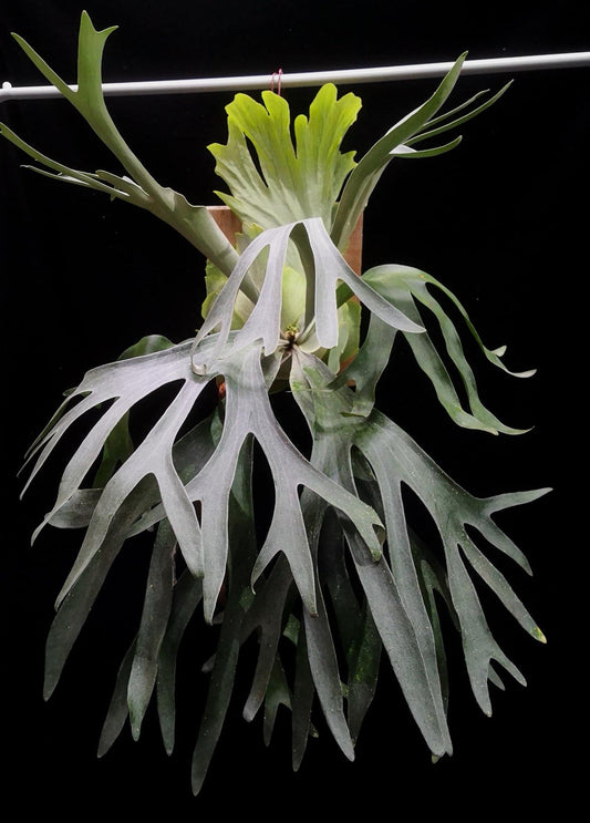 Platycerium Pegasus