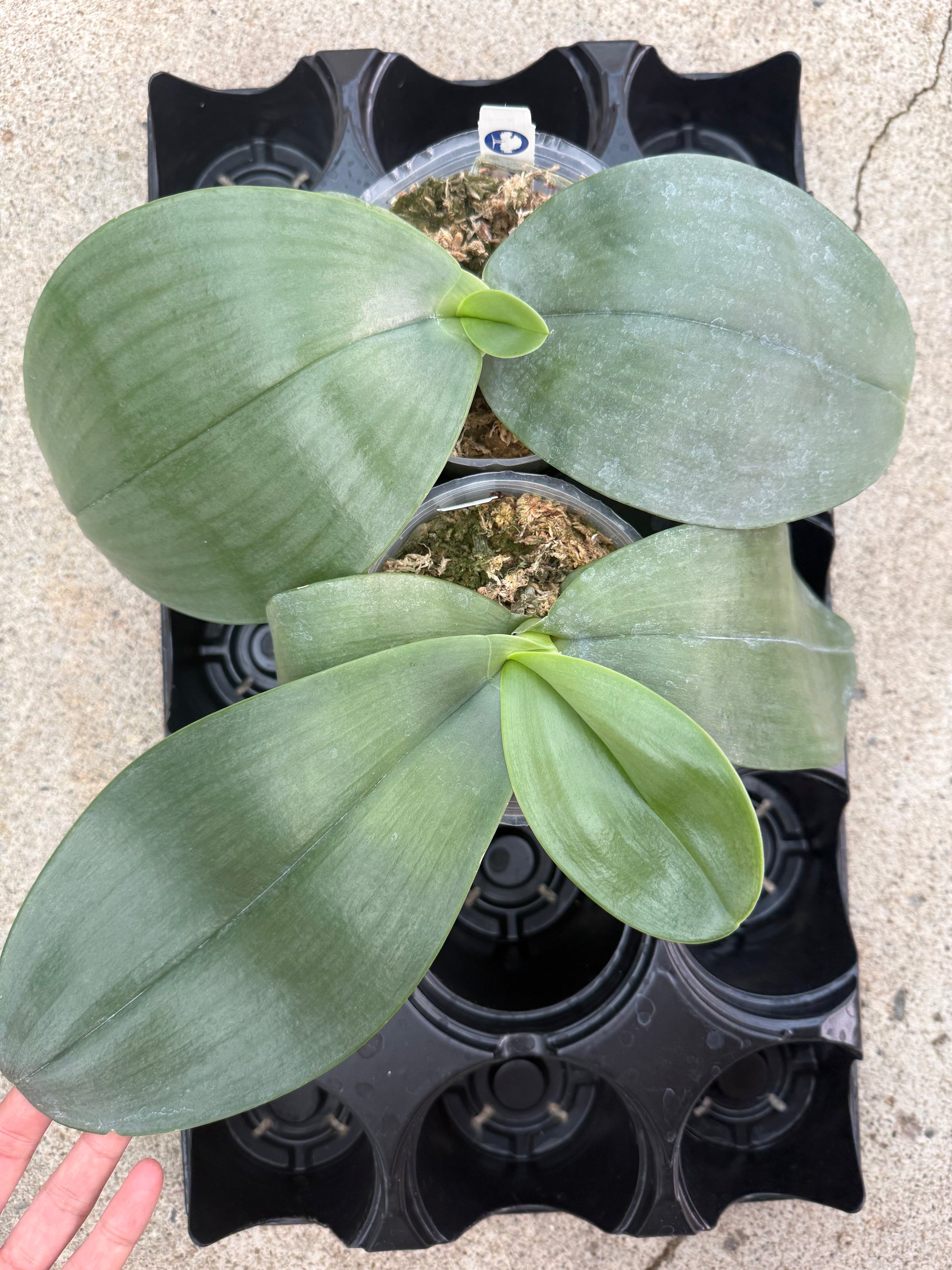 HCorchids