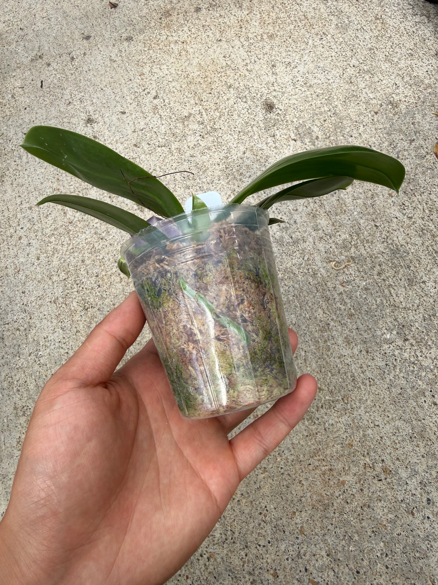 Phalaenopsis BT Black Jack