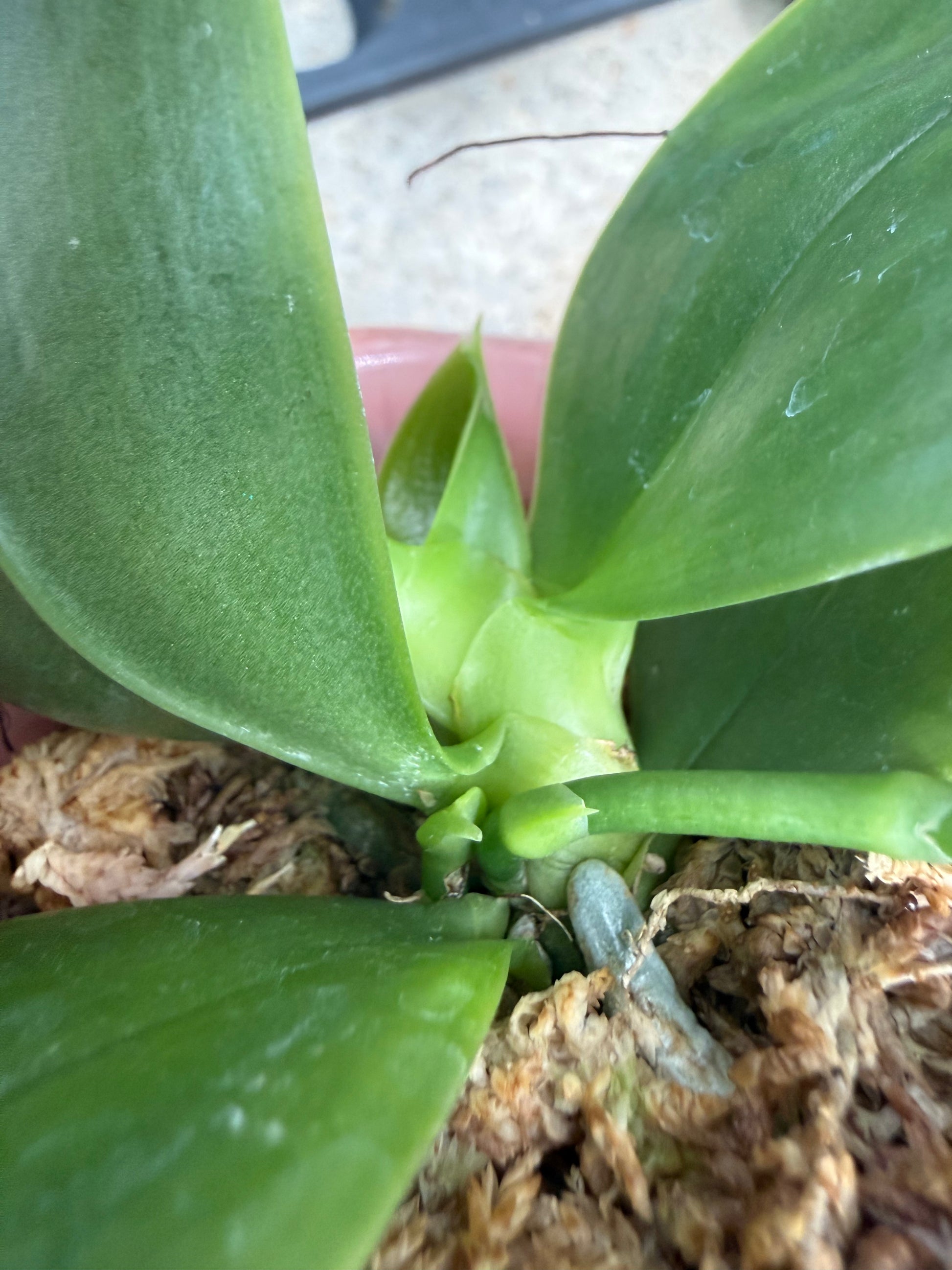 HCorchids
