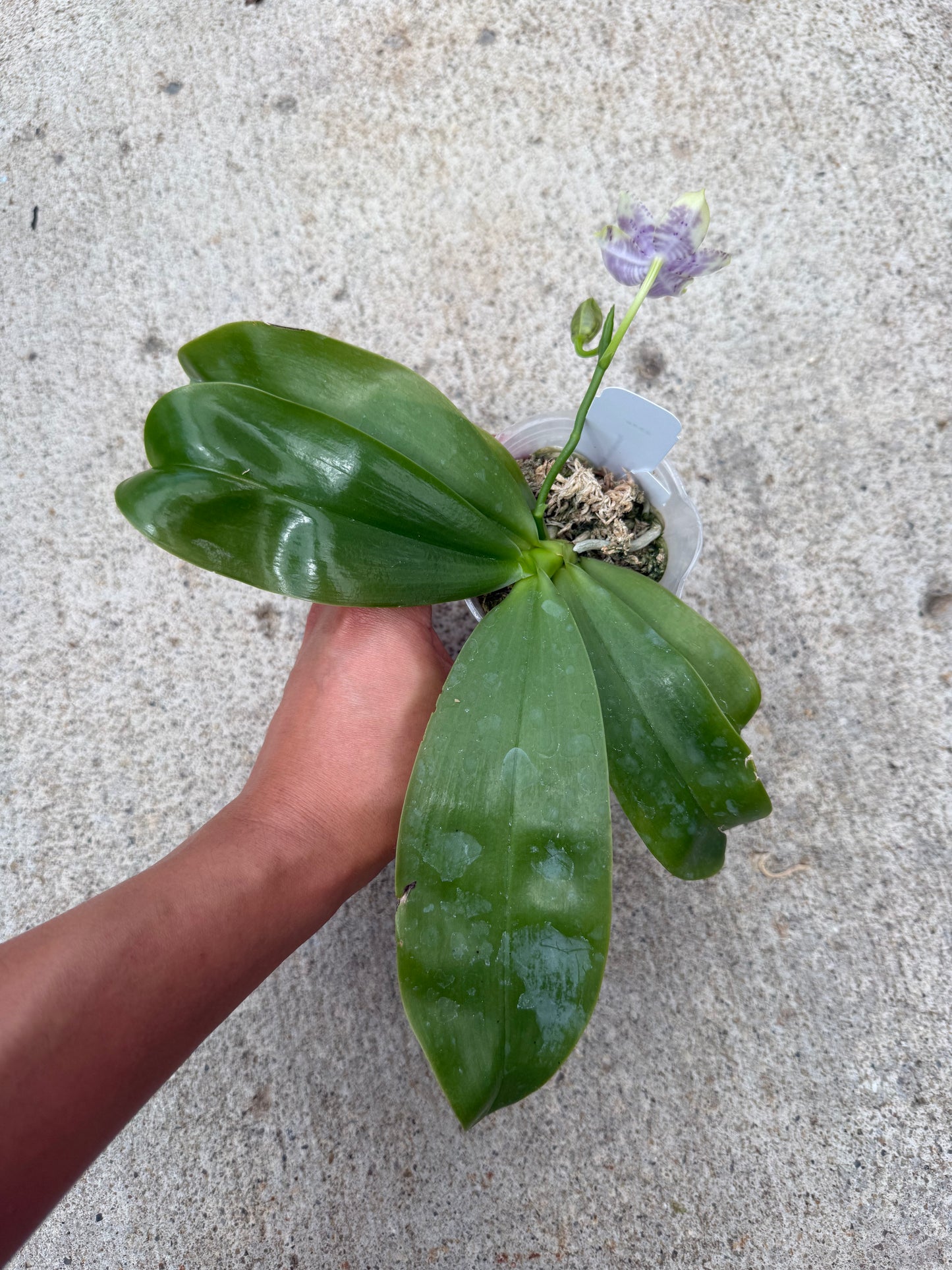 Phalaenopsis (Freya’s Blue Origin x LL Blue Spots)
