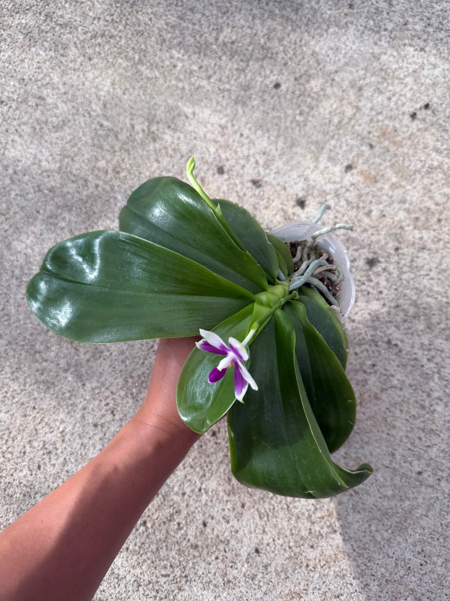 Phalaenopsis (Vinh Long Sun x Lee Wai Queen)