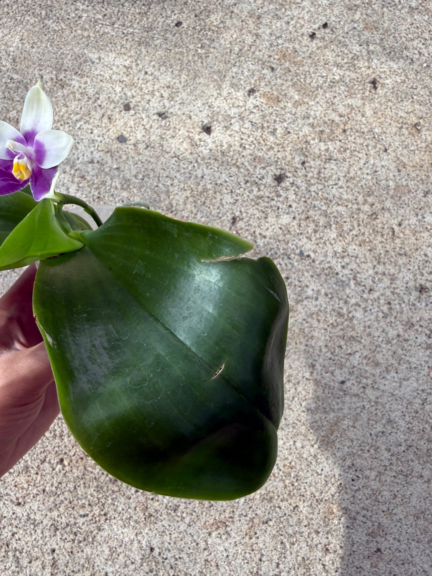 Phalaenopsis (Vinh Long Sun x Lee Wai Queen)