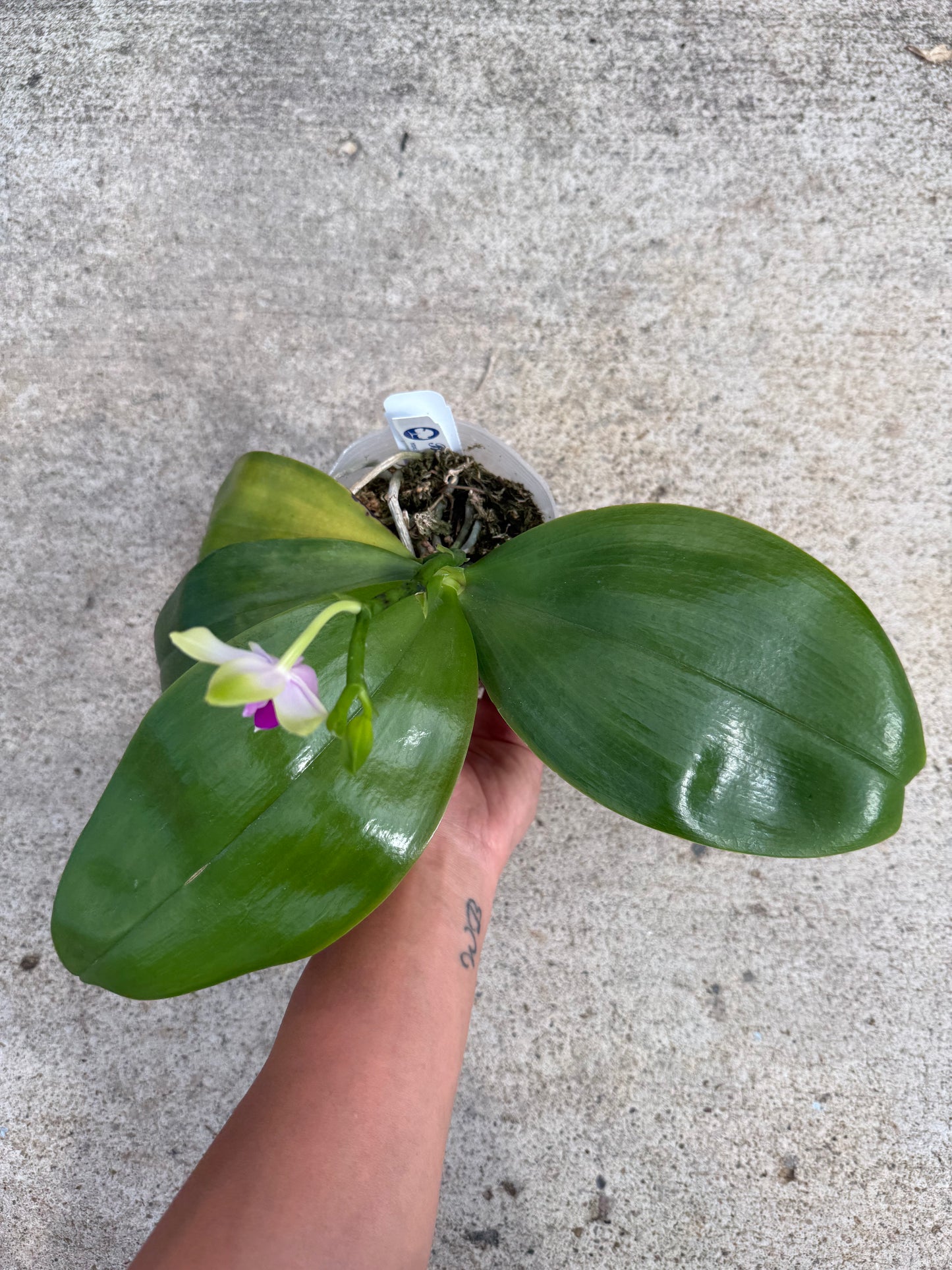 Phalaenopsis bellina Fire Type Select