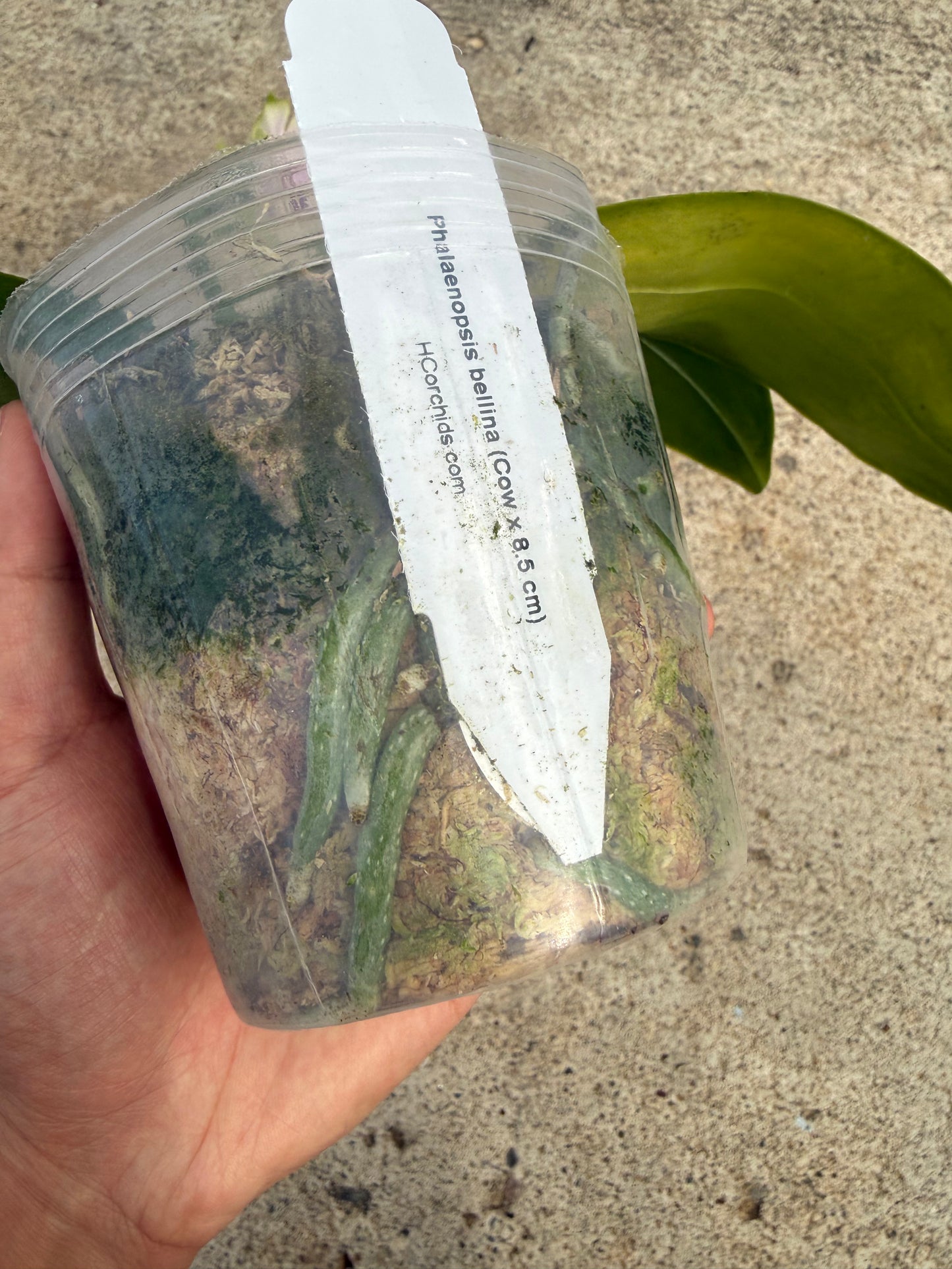 Phalaenopsis bellina Fire Type Select