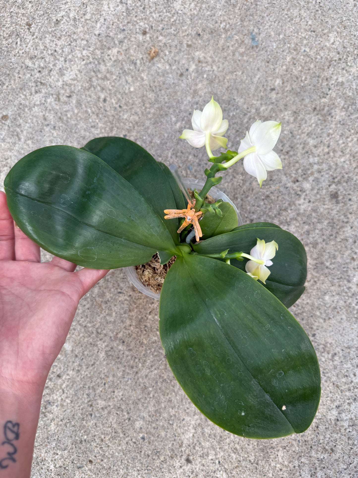 Phalaenopsis BT Royal Park