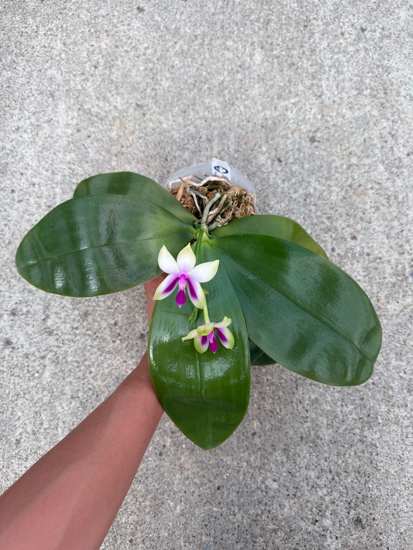 Phalaenopsis bellina Fire Type Select