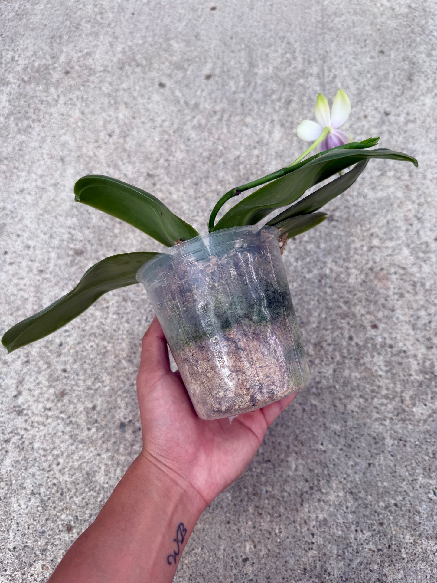 Phalaenopsis bellina Fire Type Select