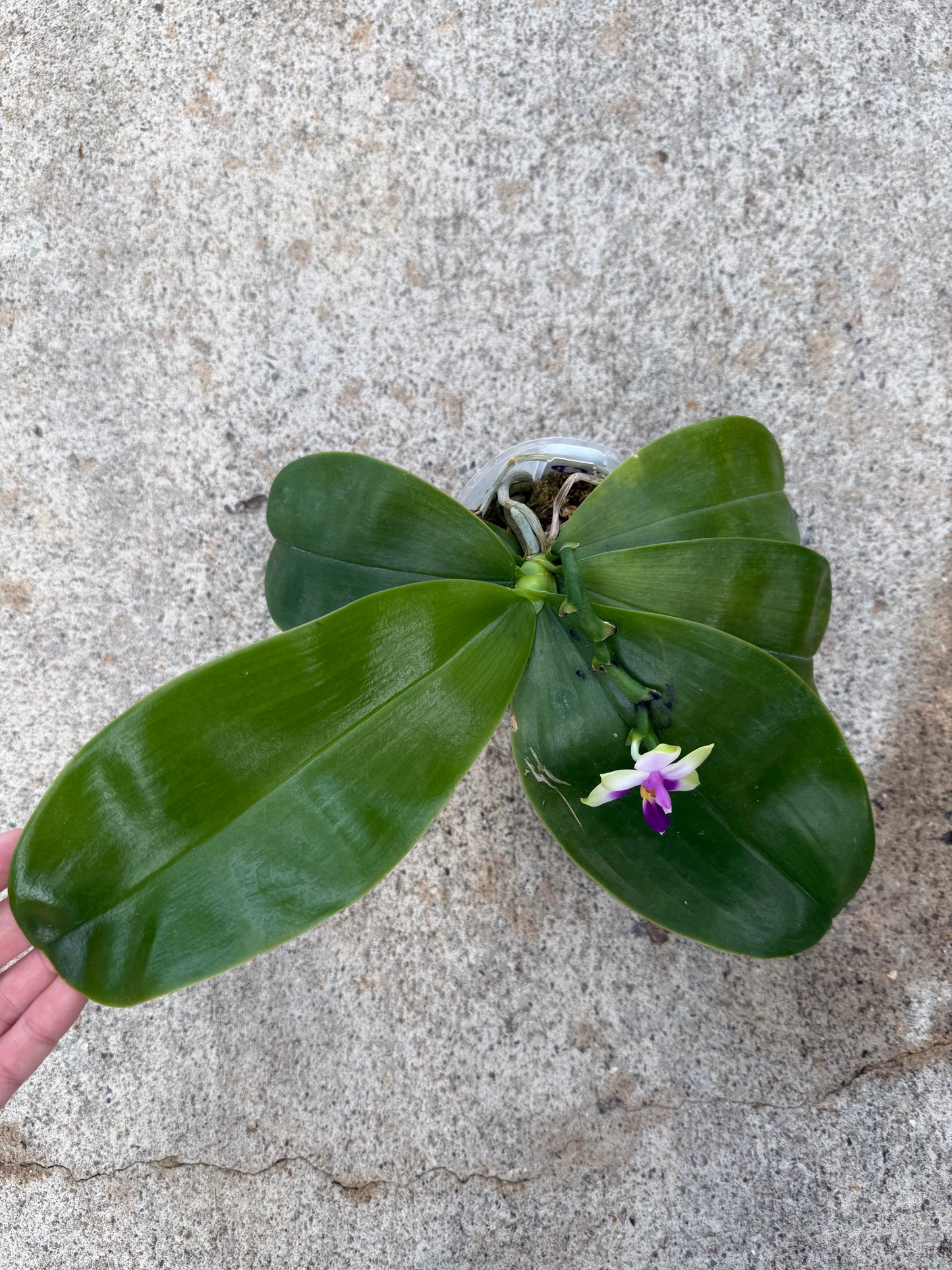 Phalaenopsis bellina coerulea Select