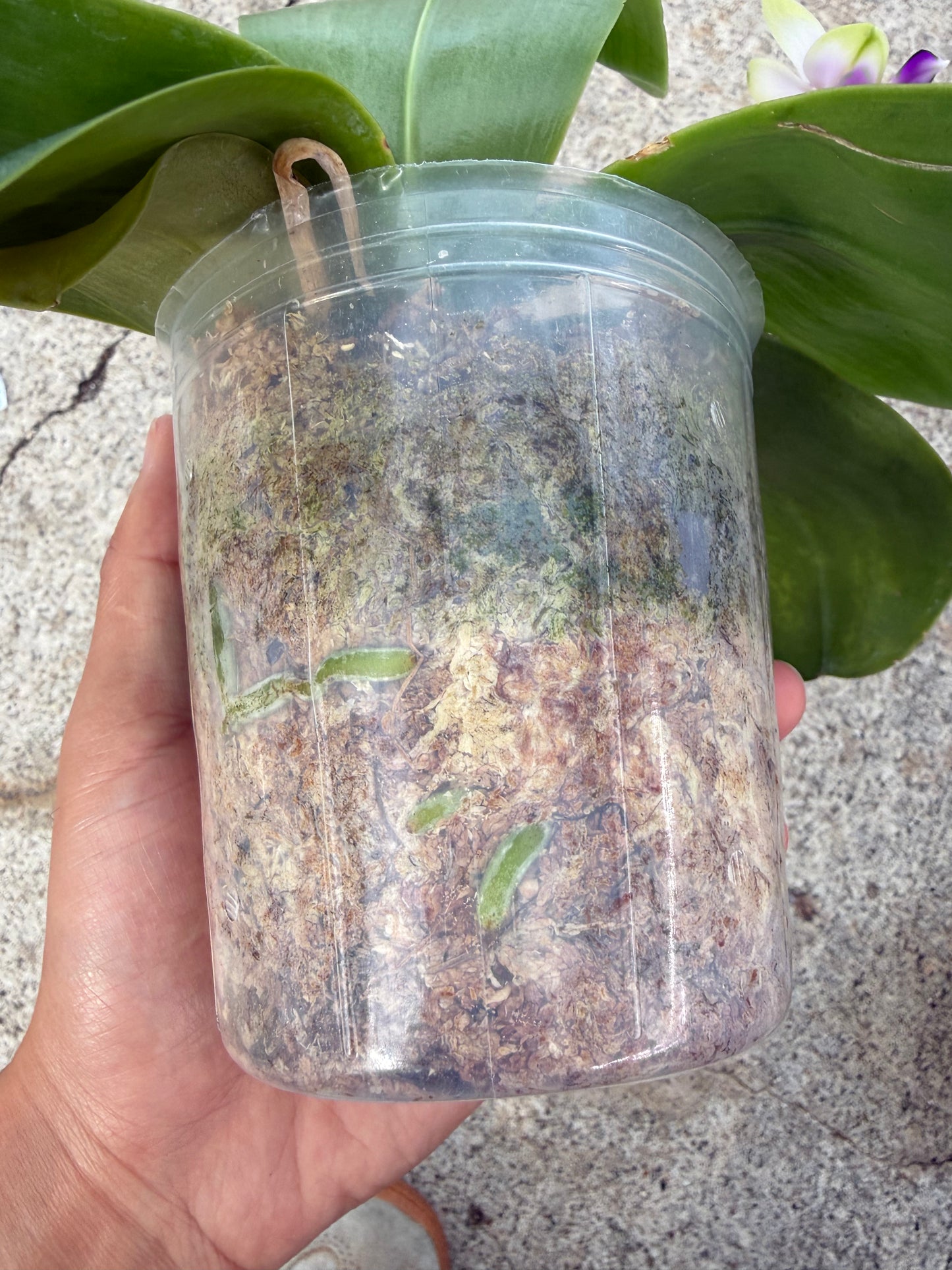 Phalaenopsis bellina coerulea Select