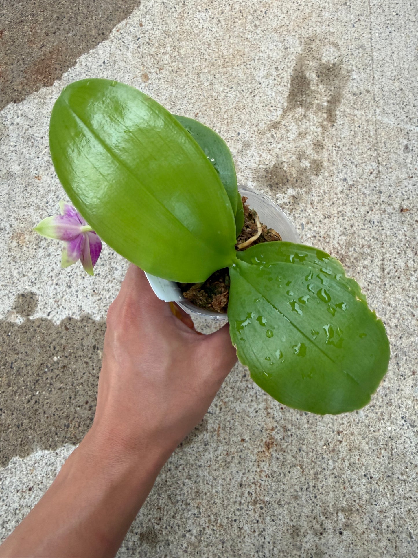 Phalaenopsis BKH 2349A