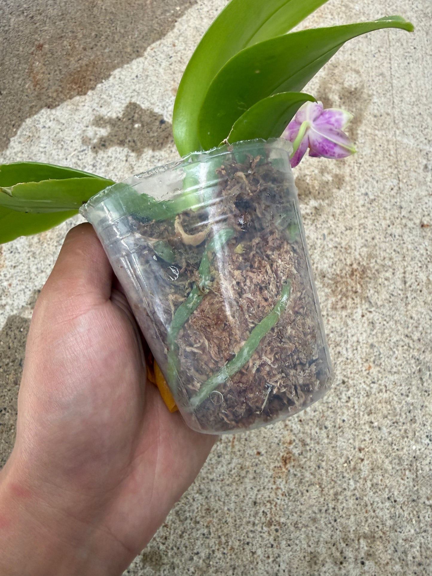 Phalaenopsis BKH 2349A