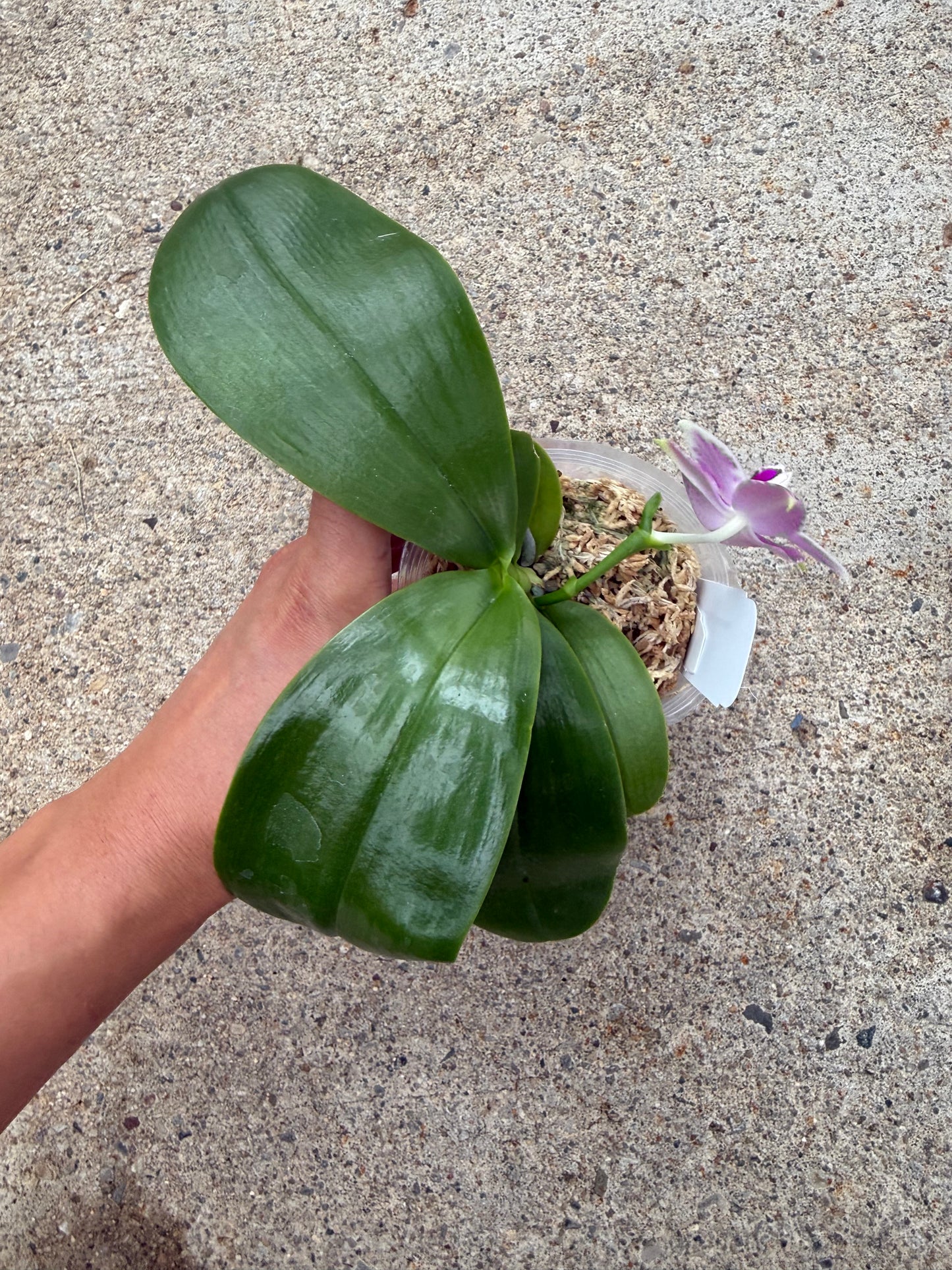 Phalaenopsis (Yin’s Spotted Emerald x Lioulin Blue Parrot)