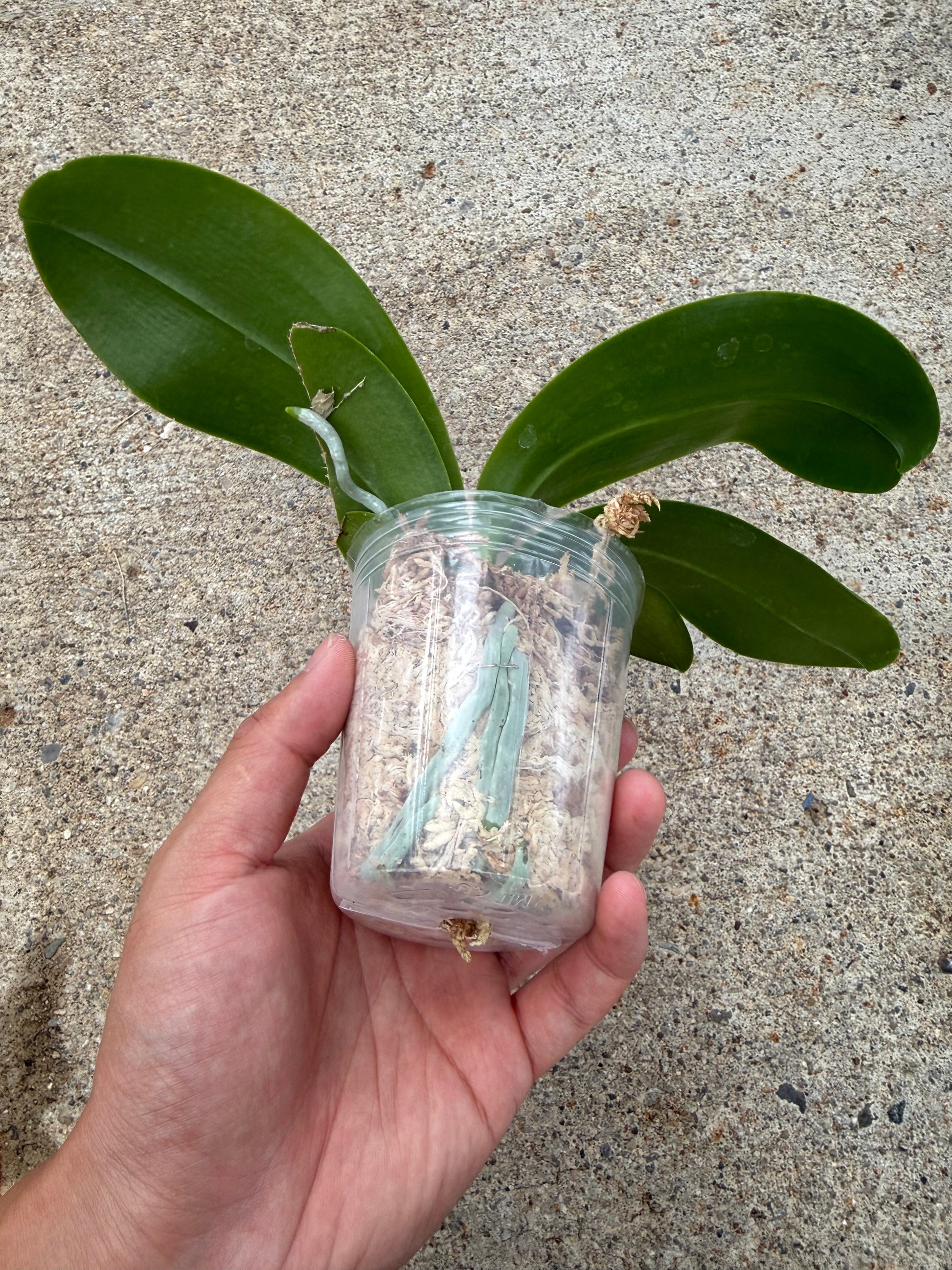 HCorchids
