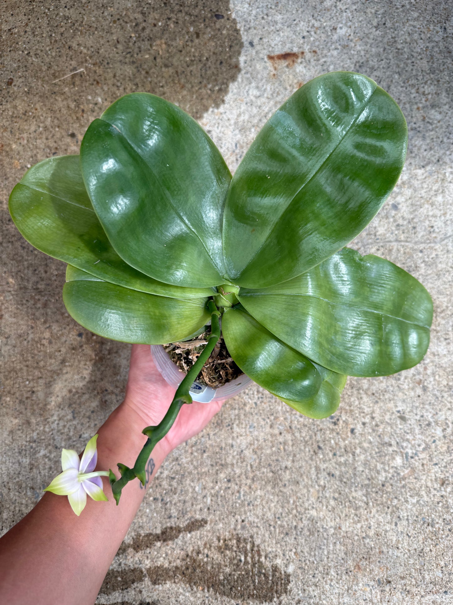 Phalaenopsis bellina coerulea Select