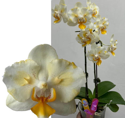 Phalaenopsis Cloud Surprise - Peloric